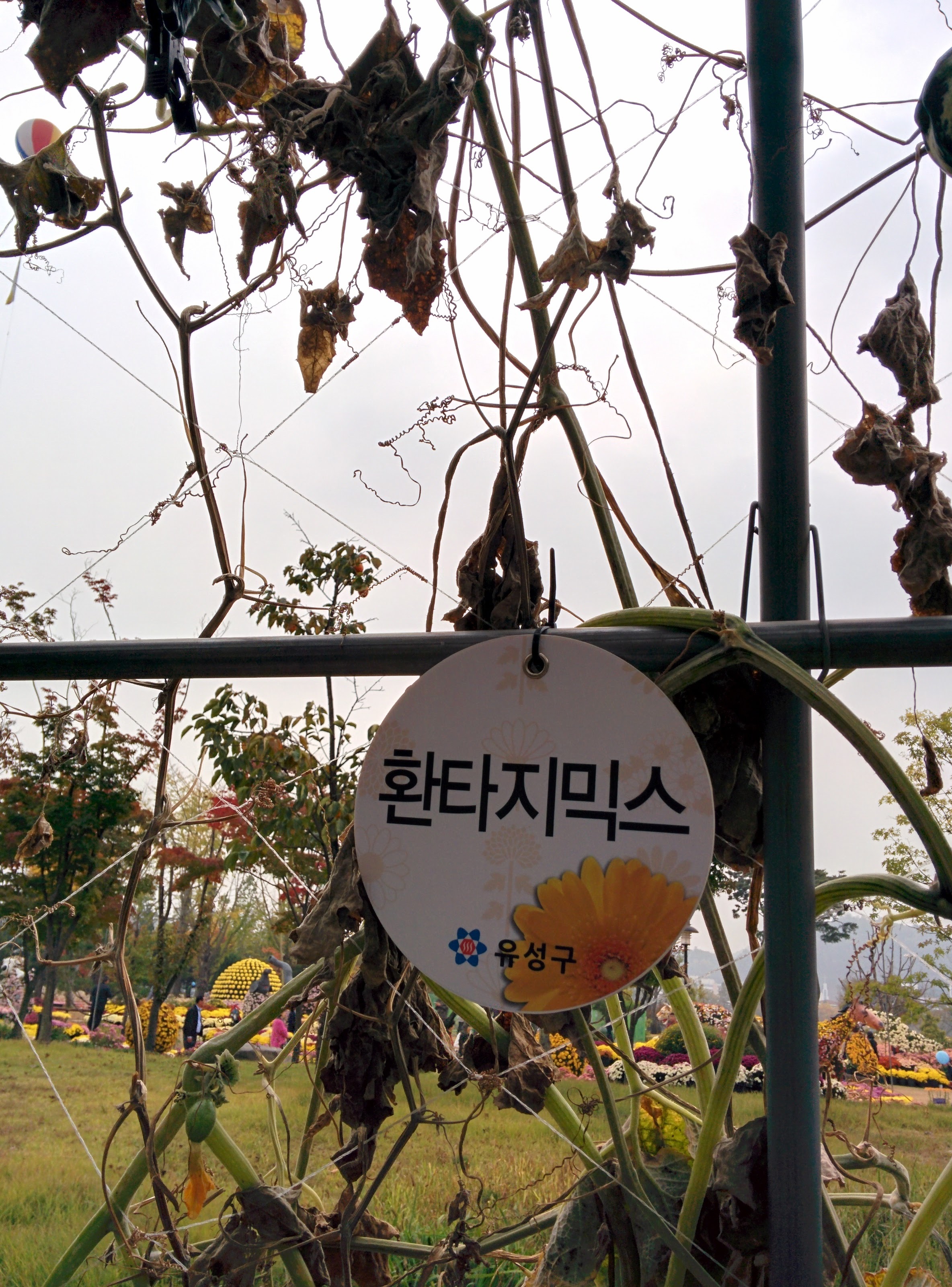 IMG_20151024_131252.jpg 환타지믹스리틀... 괴이한 별모양 호박