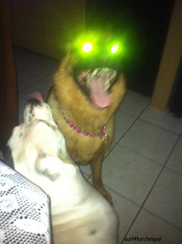 dogwihtlighsdf.jpg