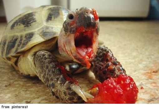 horrturt252_59_20131017085102.jpg 귀엽던 거북이 괴물로 변신~ 딸기 먹는 거북, 충격