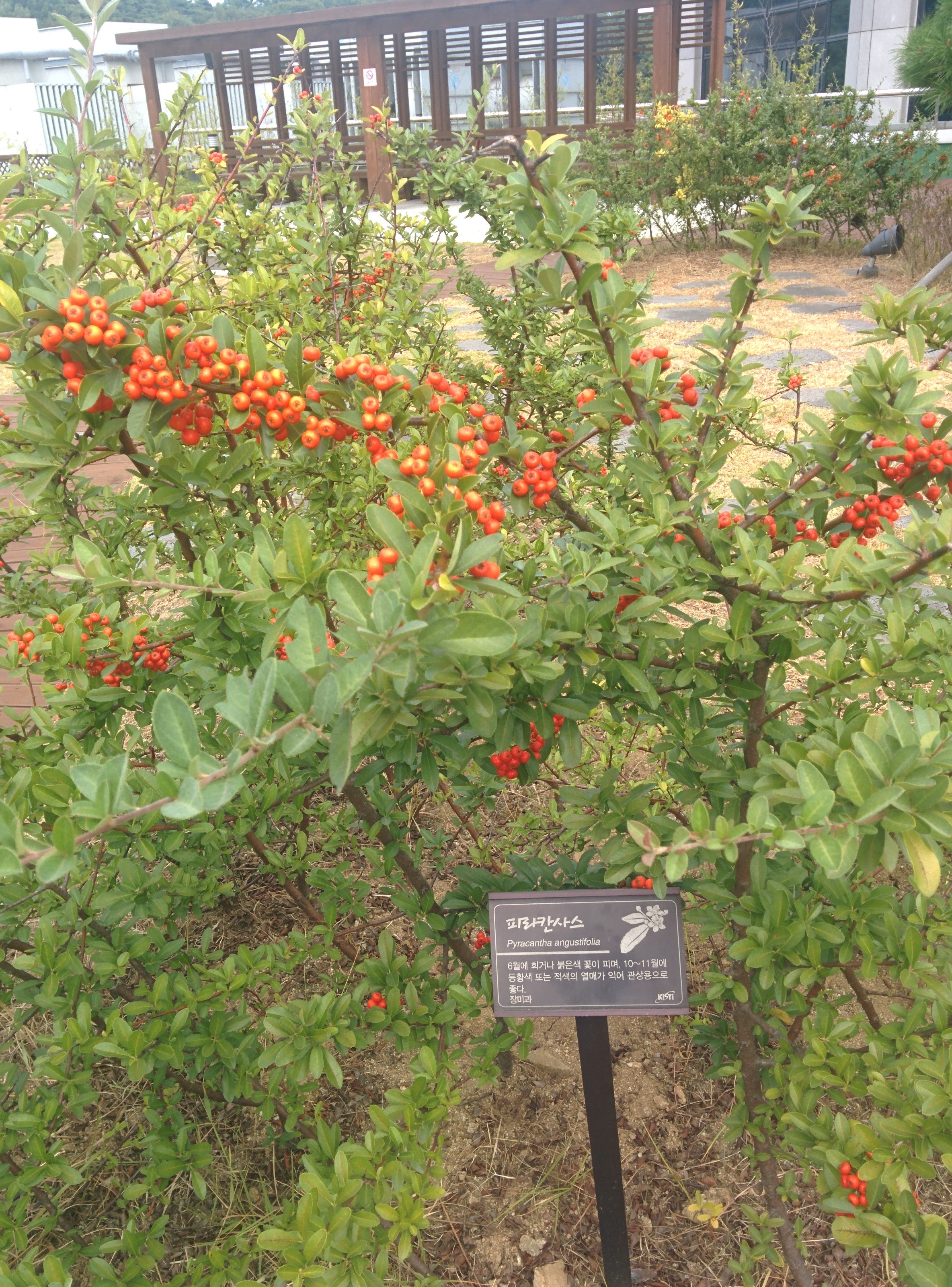 IMG_20150925_124846.jpg 마가목과 비슷하게 생긴 붉은색 열매를 맺는 피라칸다(피라칸사스)