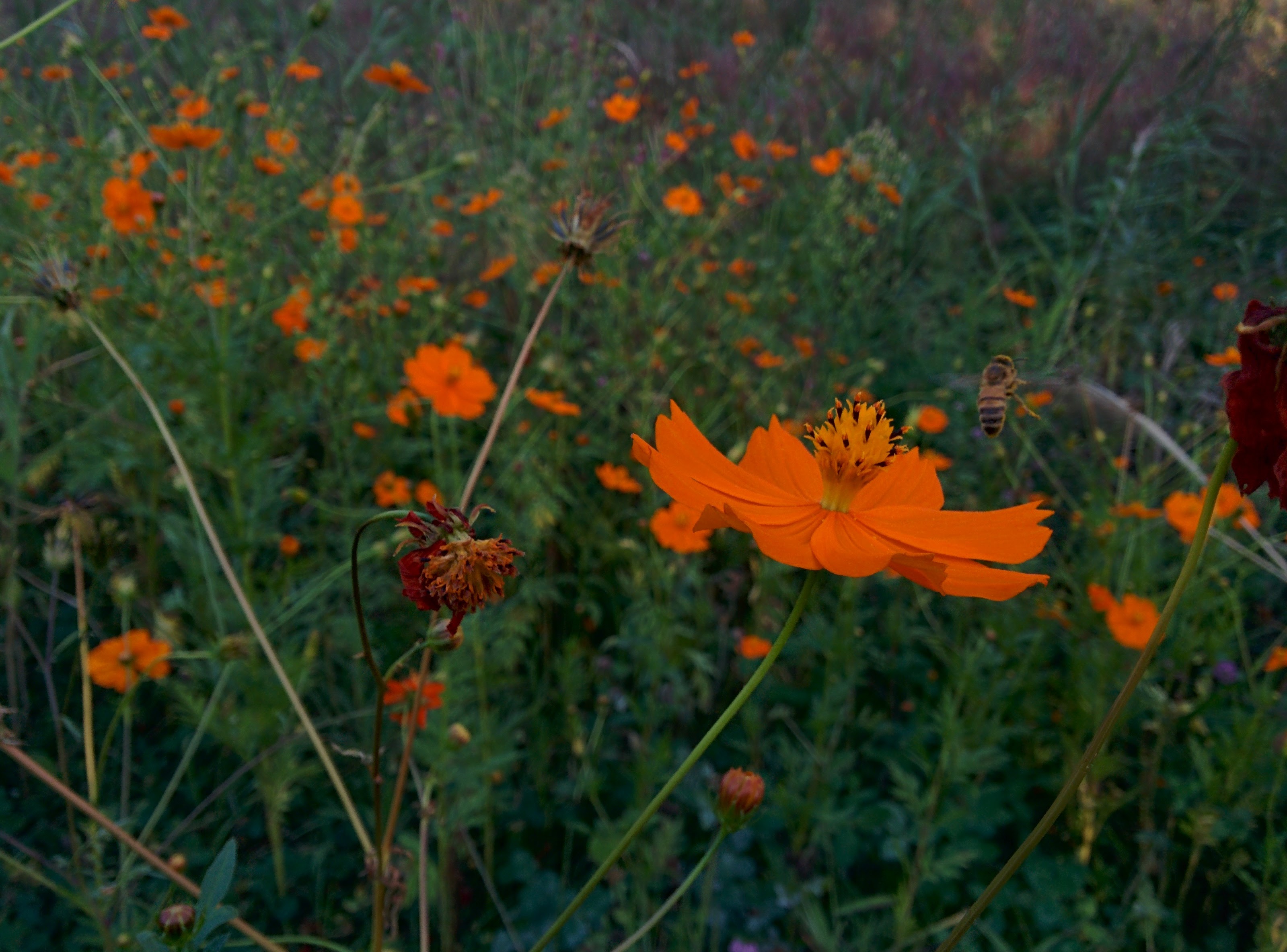 IMG_20150919_165040.jpg 꿀벌 한마리가 노랑코스모스 꽃에서 꿀을 찾다.