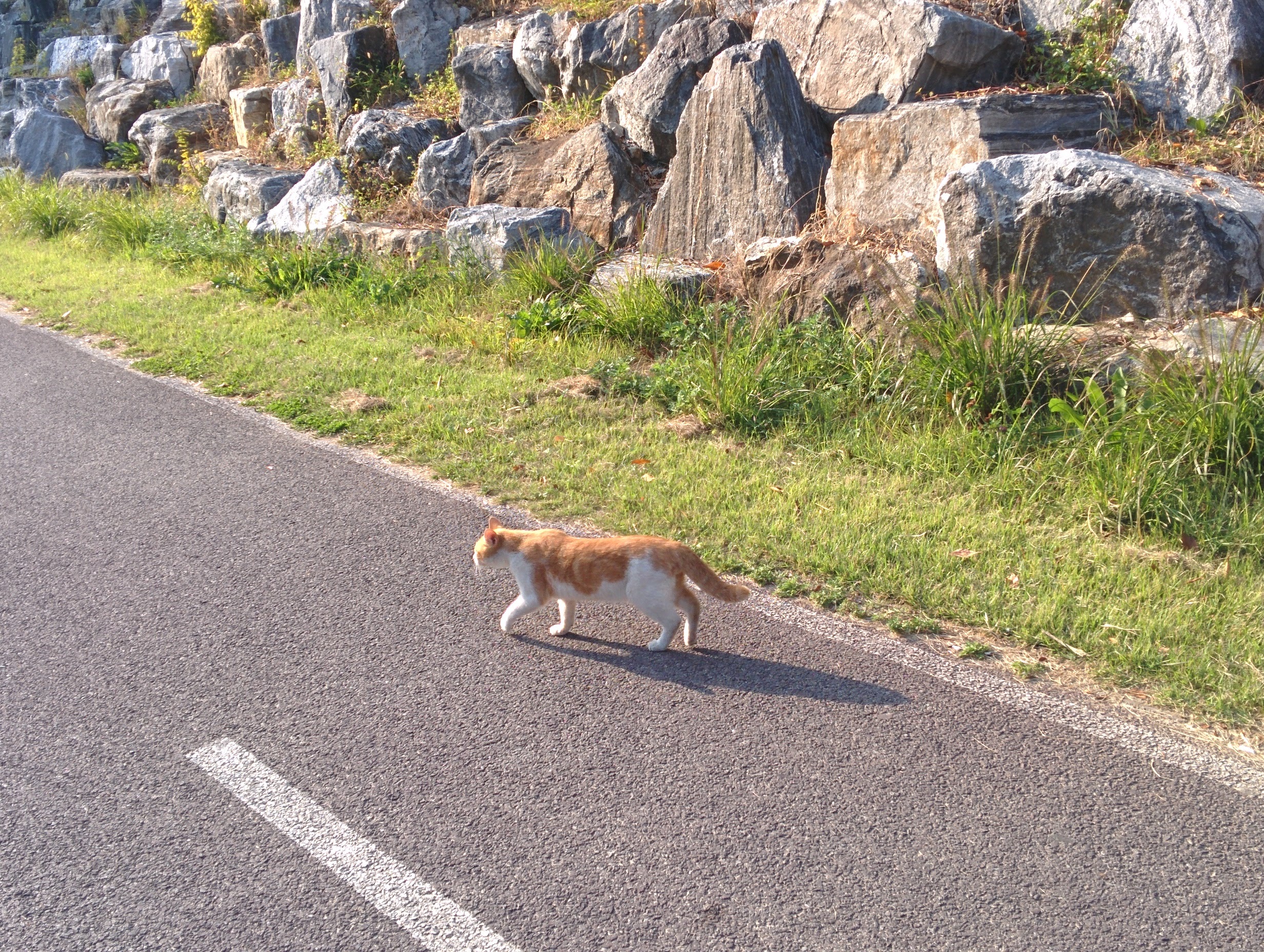 IMG_20151018_153409.jpg 냇가에서 노는 고양이 한마리... 川고양이