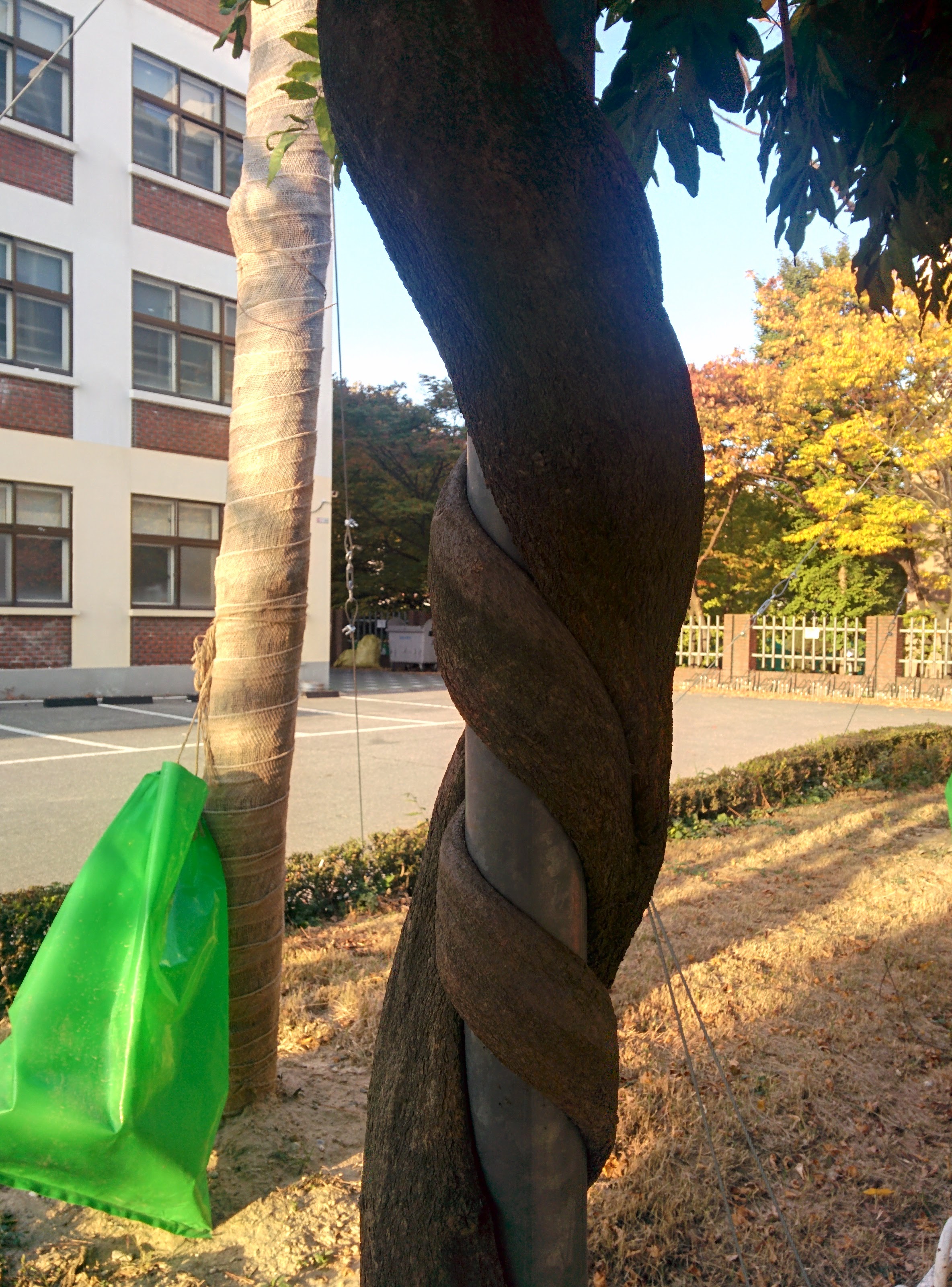 IMG_20151025_164059.jpg 왼쪽돌이 덩굴로 기둥을 타고 오른 등나무