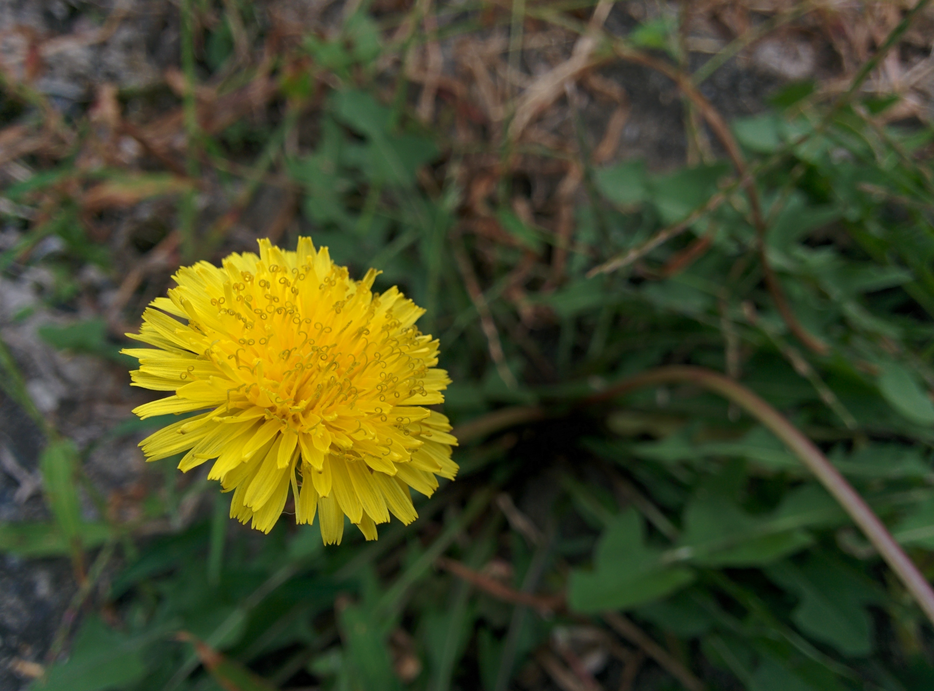 IMG_20150926_163609.jpg 노란색 꽃을 예쁘게 피운 서양민들레