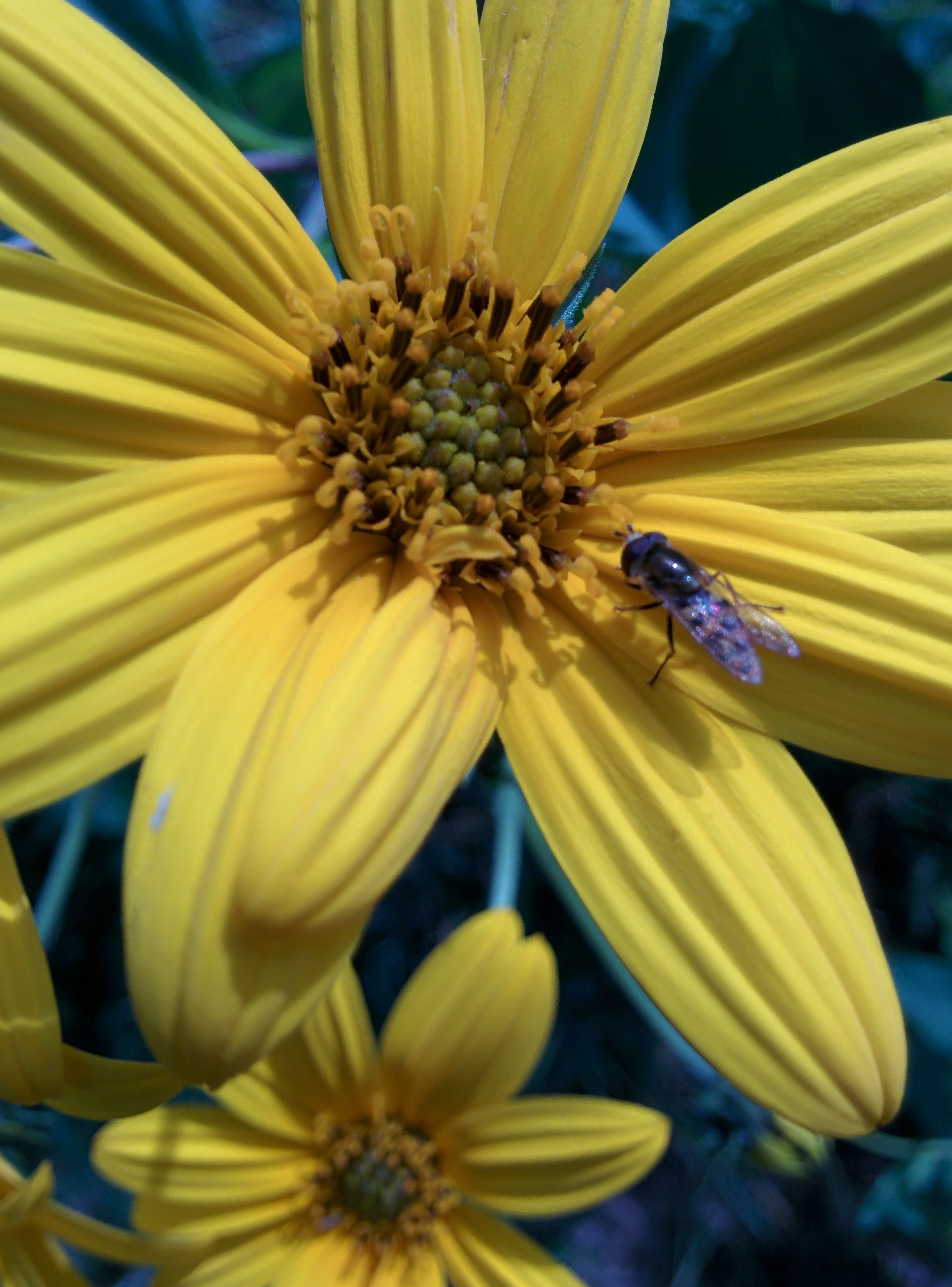 IMG_20151004_114135.jpg 노란색 뚱딴지 꽃을 찾은 호리꽃등에? 물결넓적꽃등에!