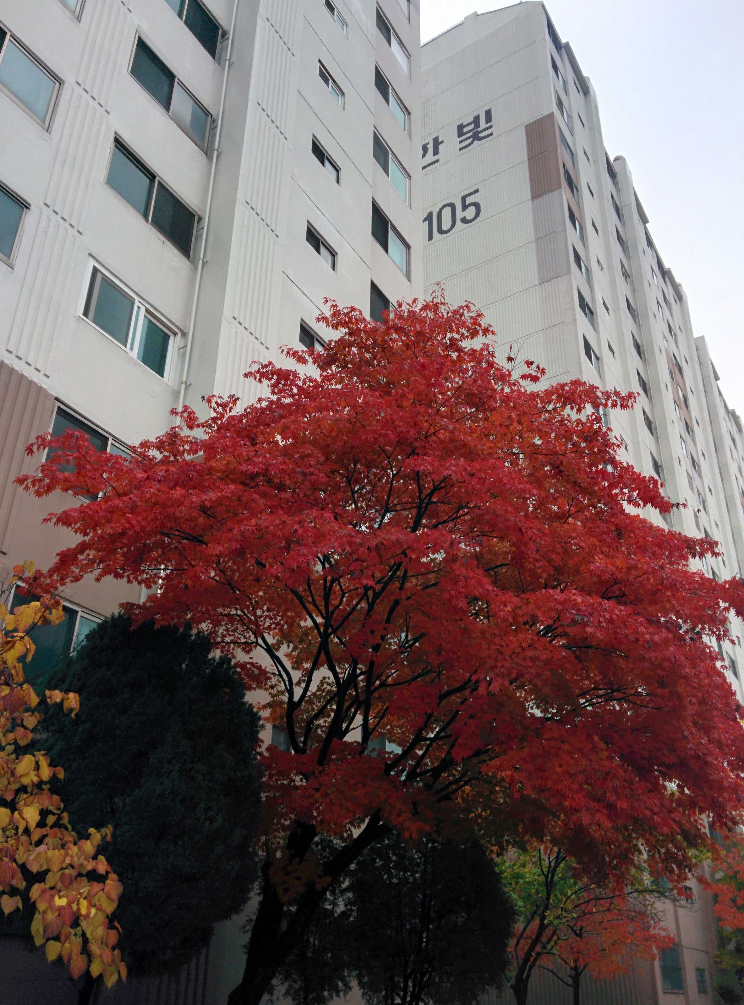 IMG_20151108_130106.jpg 비오는 날 단풍나무의 붉은색 . 단풍(丹楓)