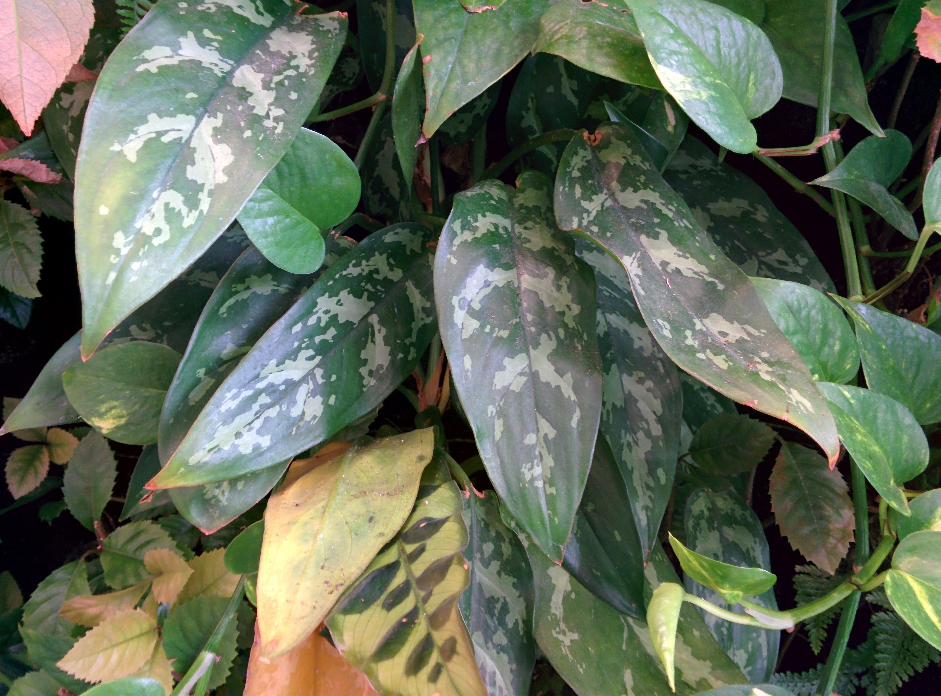 IMG_20151110_090016.jpg 잎에 흰무늬가 산재한 실내식물... 아글라오네마(Aglaonema)