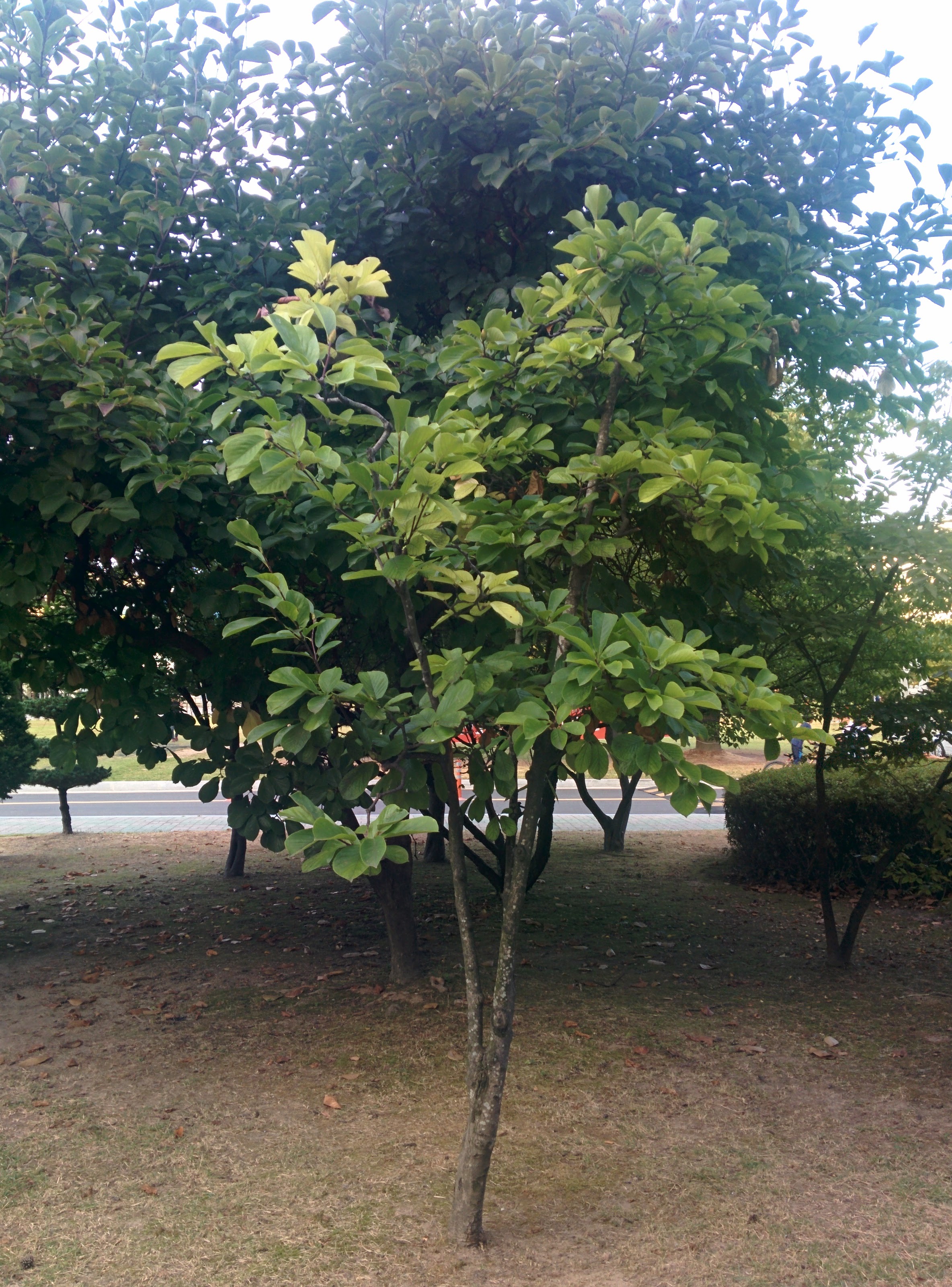 IMG_20150925_174719.jpg 가을 목련, 봄을 준비한다