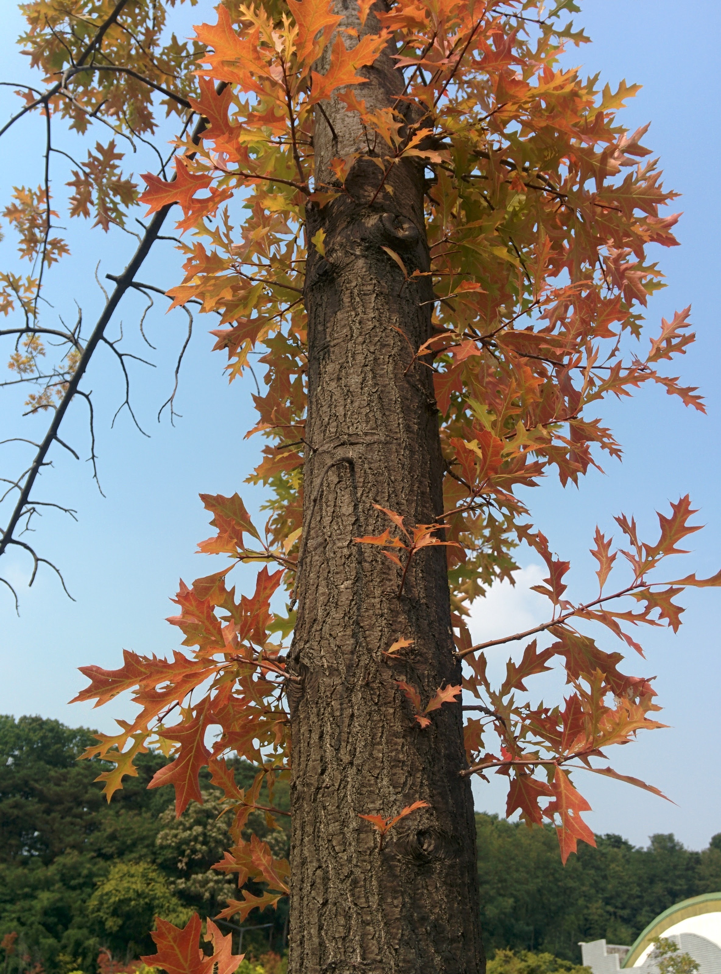 IMG_20151008_123233.jpg 길쭉한 단풍잎... 큼직한 톱니모양 나뭇잎의 단풍 -- 대왕참나무