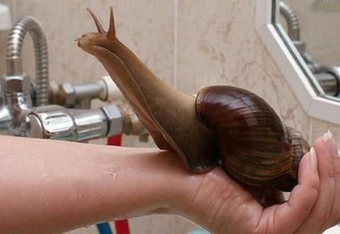 snail2342.jpg