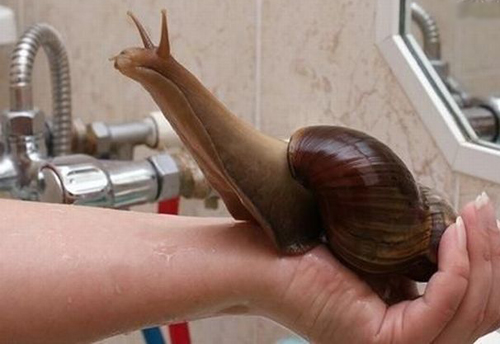 snail2342.jpg 이게 귀엽나???