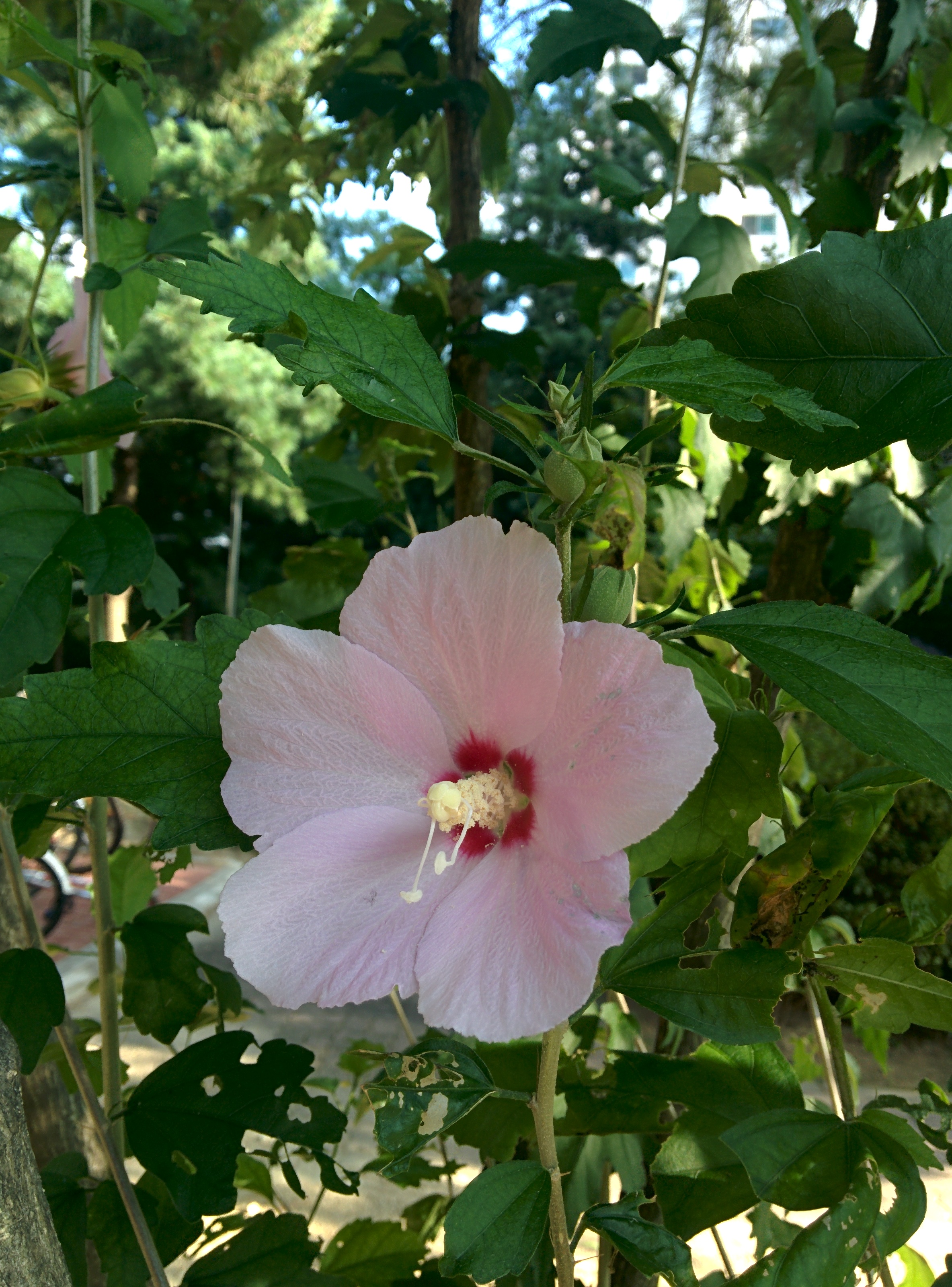 IMG_20150903_162940.jpg 바람에 날리는 옅은 분홍색 무궁화 꽃