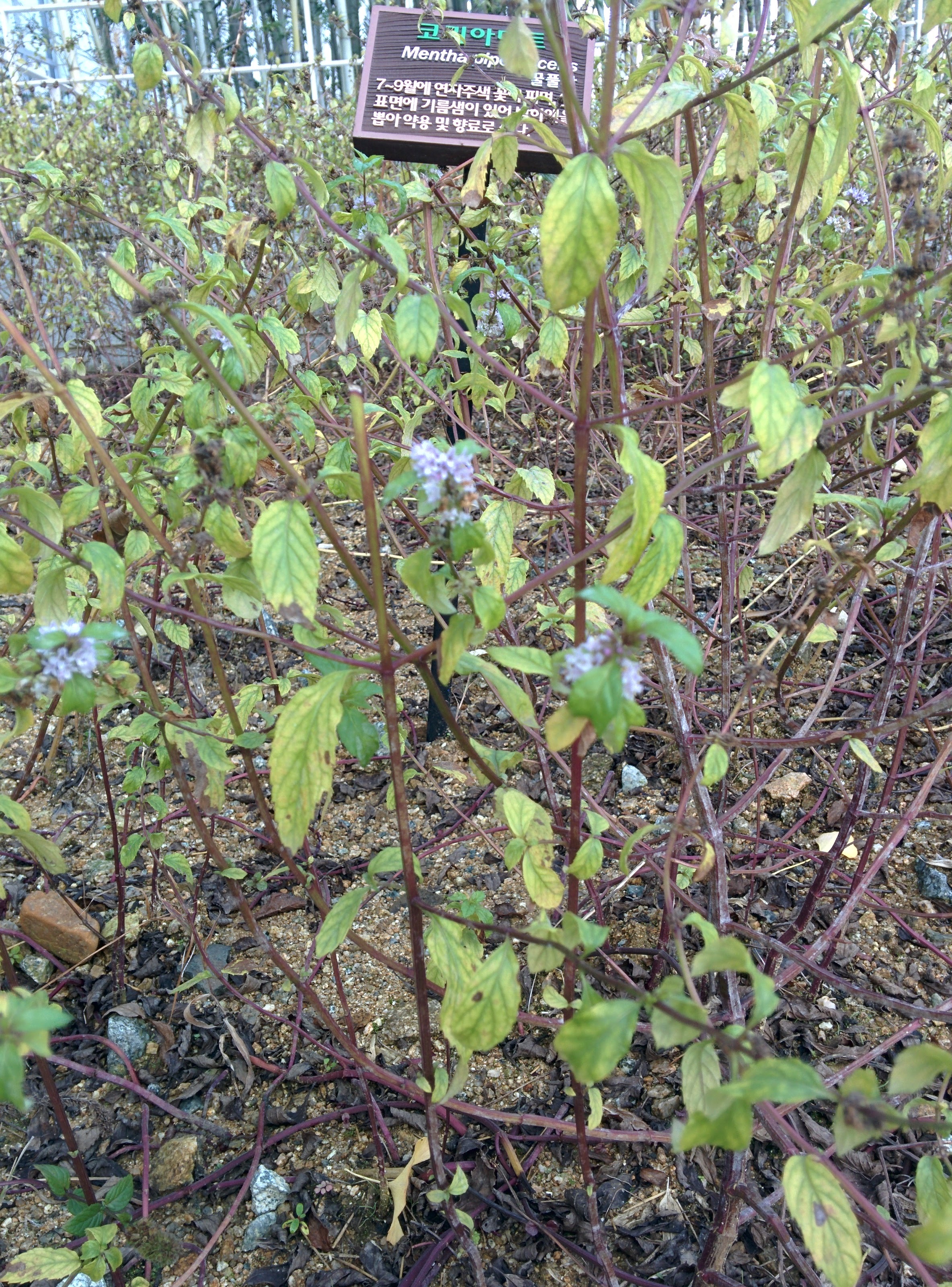 IMG_20151103_104957.jpg 향이 싱그러운 연보라색 꽃의 코리아민트 == 박하(薄荷)