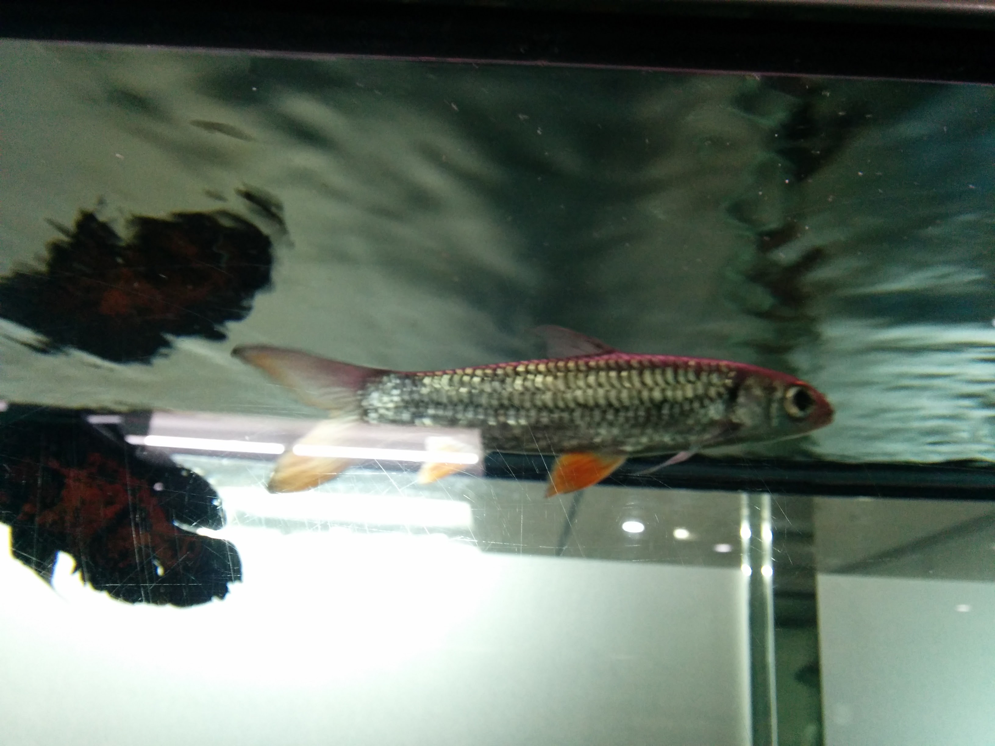 IMG_20151207_141626.jpg 수족관의 은색 관상용 물고기, 주황색 지느러미... 제르돈 바브(Hypselobarbus jerdoni)