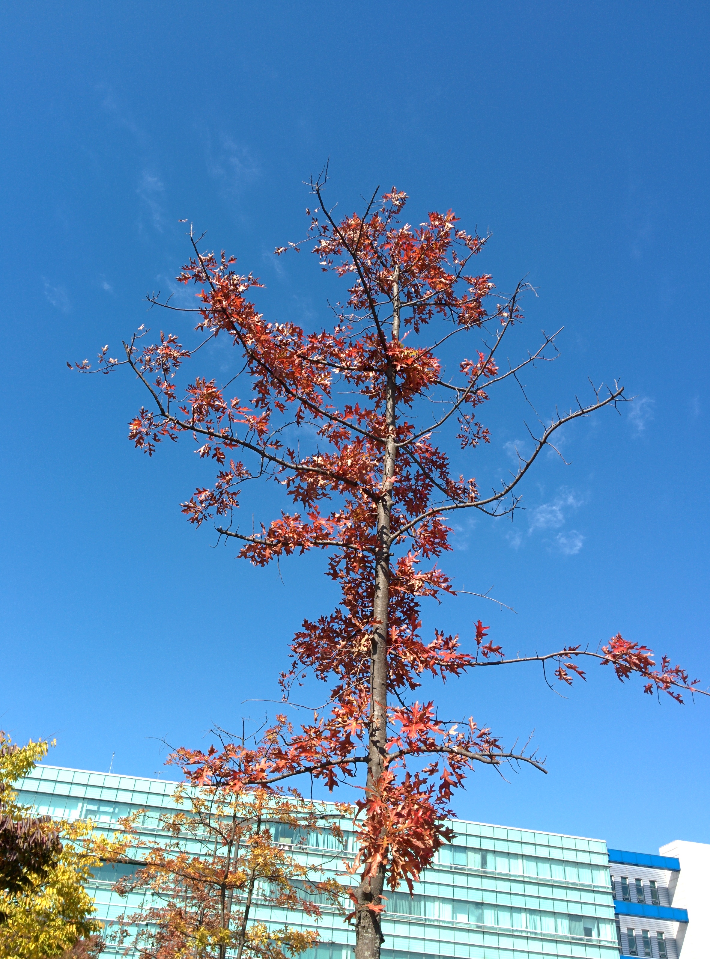 IMG_20151026_121610.jpg 붉게 단풍이 든 가로수의 큰 톱니 이파리 -- 대왕참나무