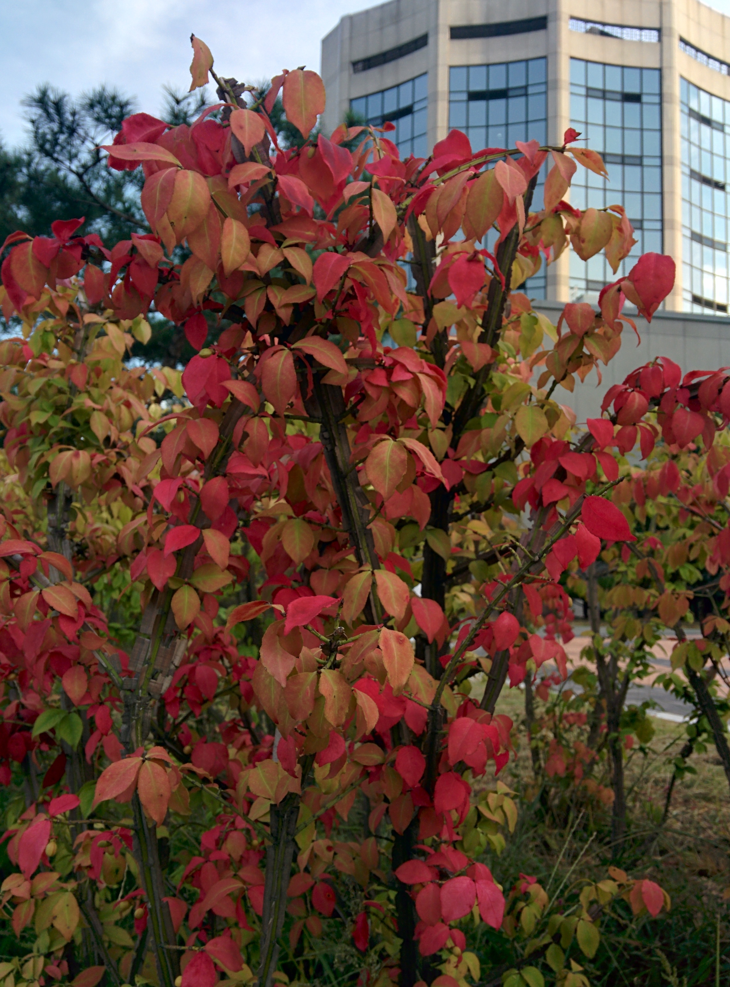 IMG_20150918_172955.jpg 단풍처럼 붉게 물든 화살나무, 작은 열매를 맺다.