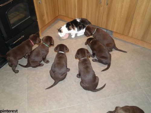 dogswithoute2_59_20121130093021.jpg 예의 없는 강아지들 vs 눈칫밥 먹는 고양이 