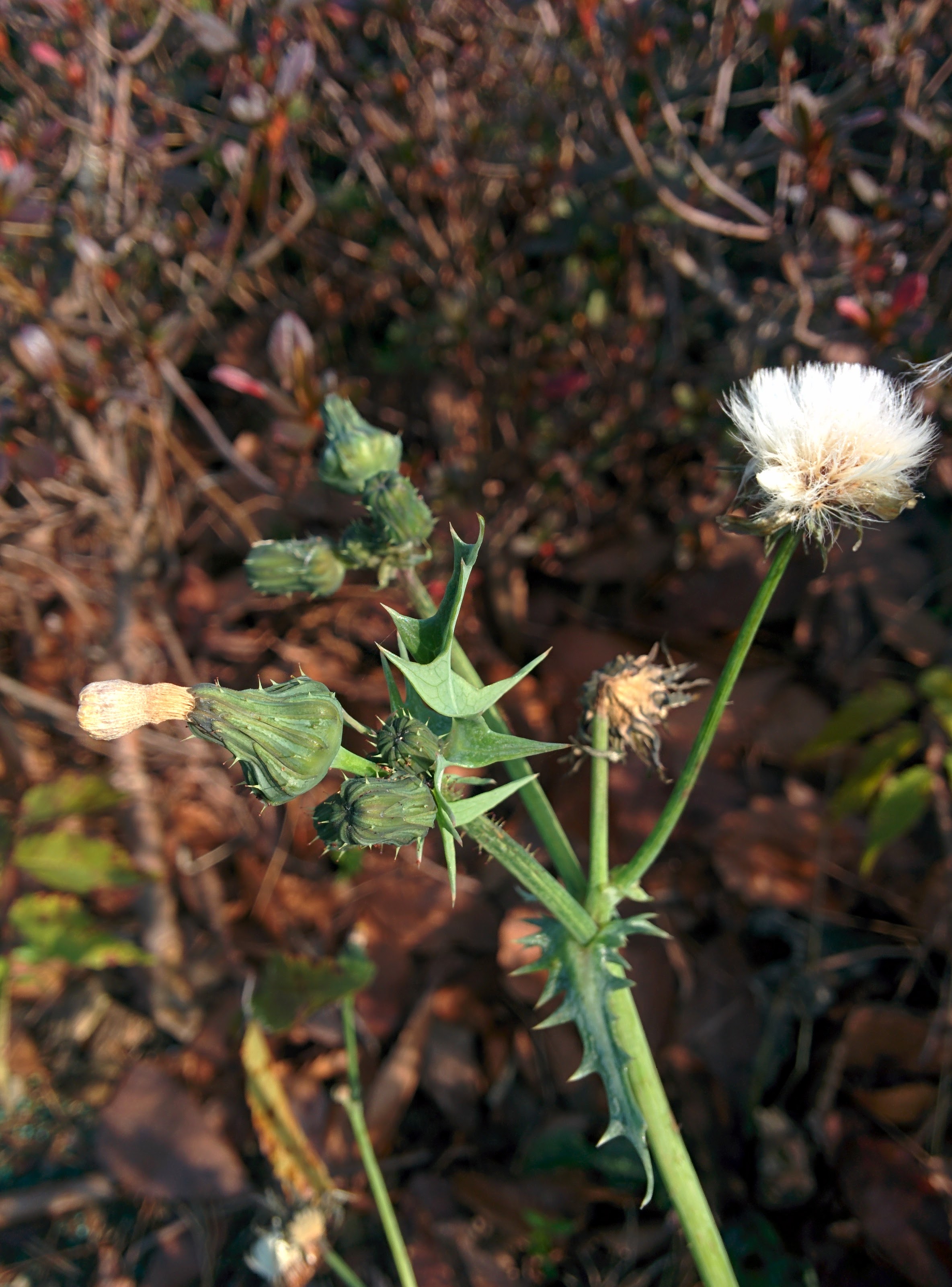 IMG_20151201_104814.jpg 휴게소 화단의 잡초.., 방가지똥(Sonchus oleraceus)