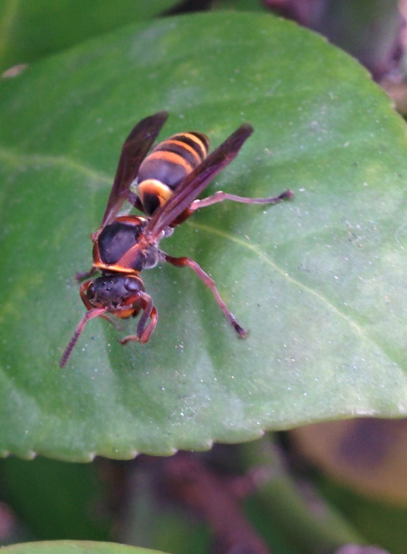 IMG_20151106_154015.jpg 크기가 아주 작은 말벌 종류... 어리별쌍살벌(추정)