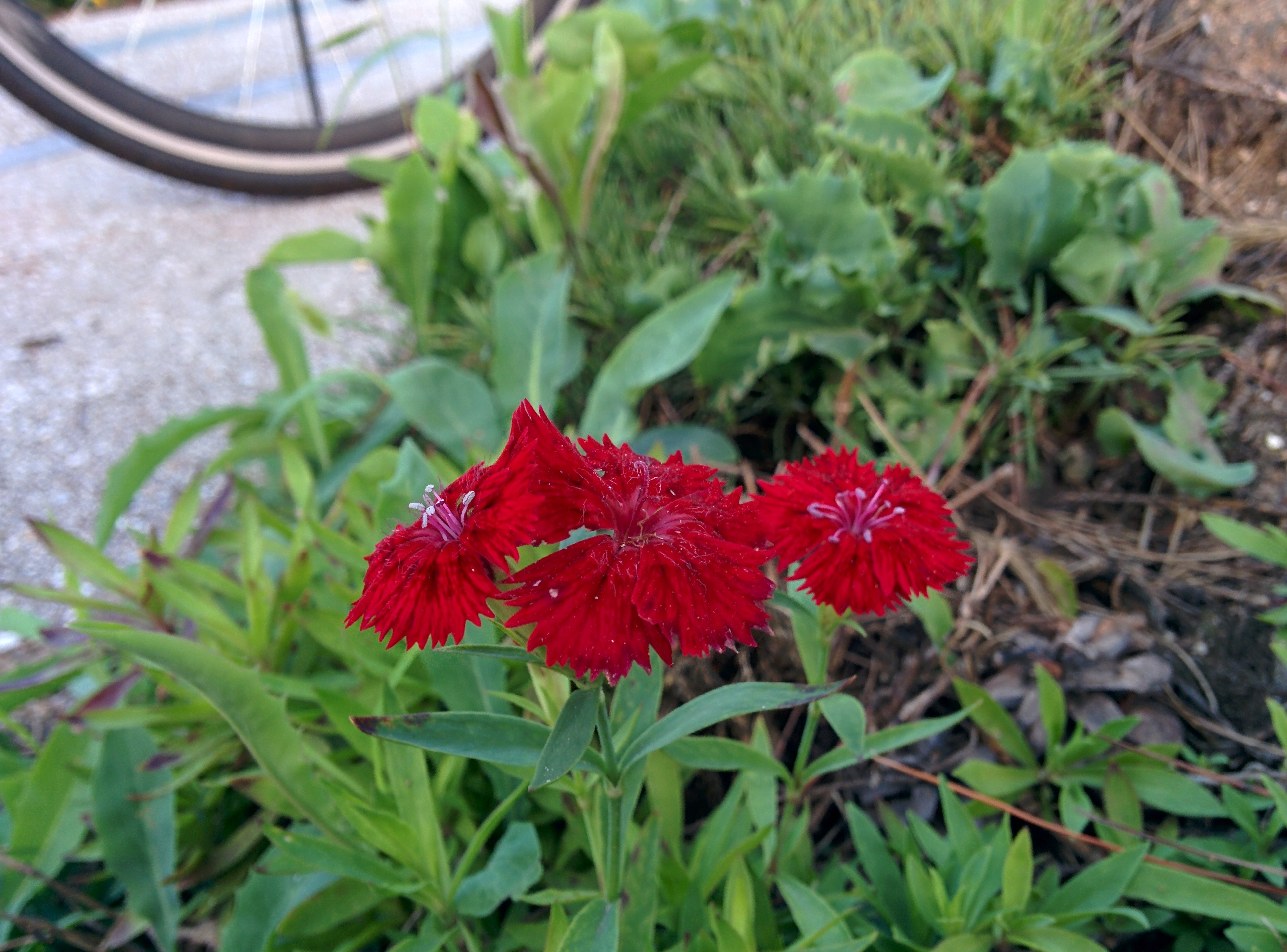 IMG_20150830_184459.jpg 들꽃처럼 자라는 카네이션 붉은 꽃