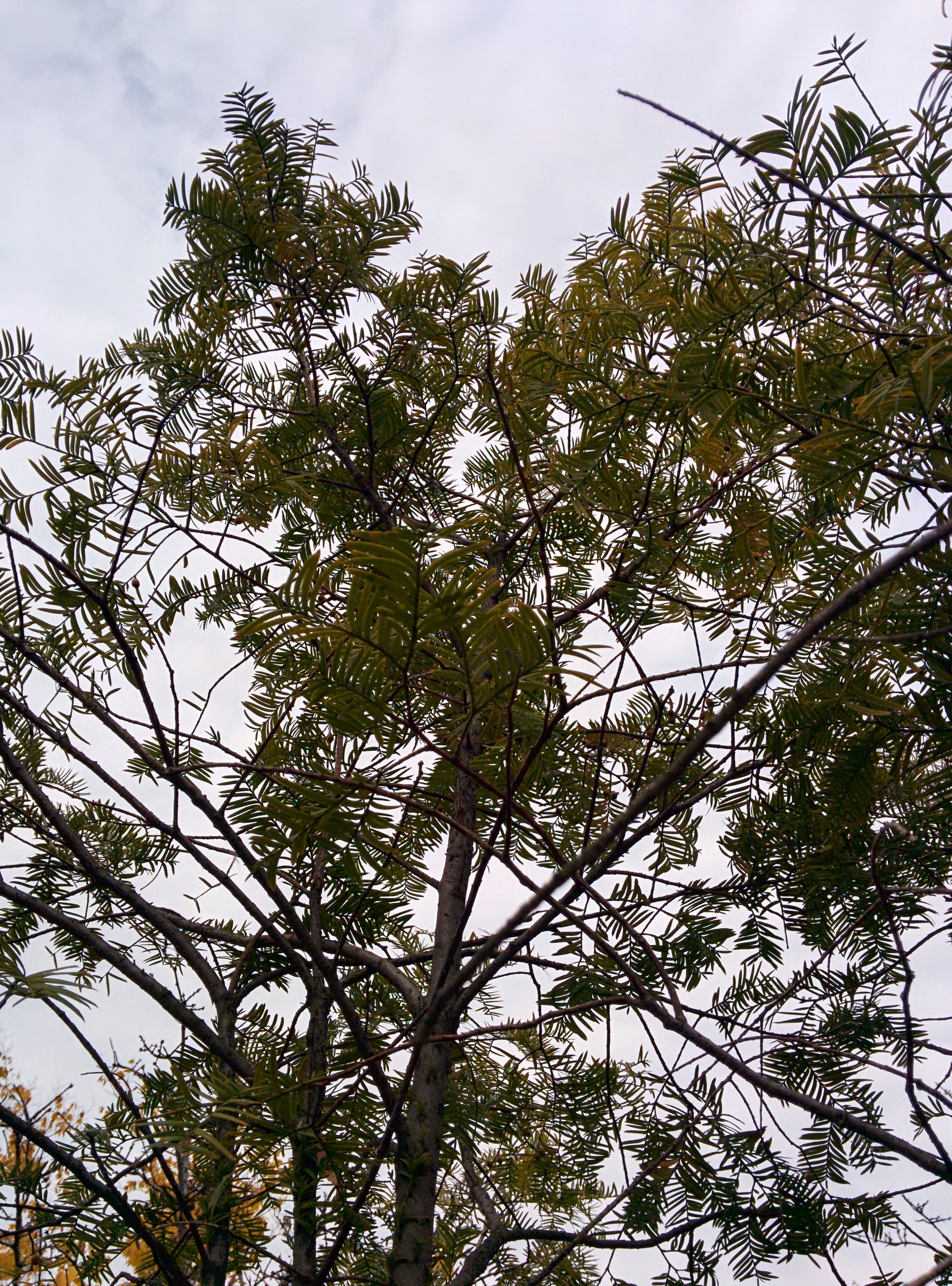IMG_20151106_141622.jpg 잎이 비교적 넓은 개비자나무