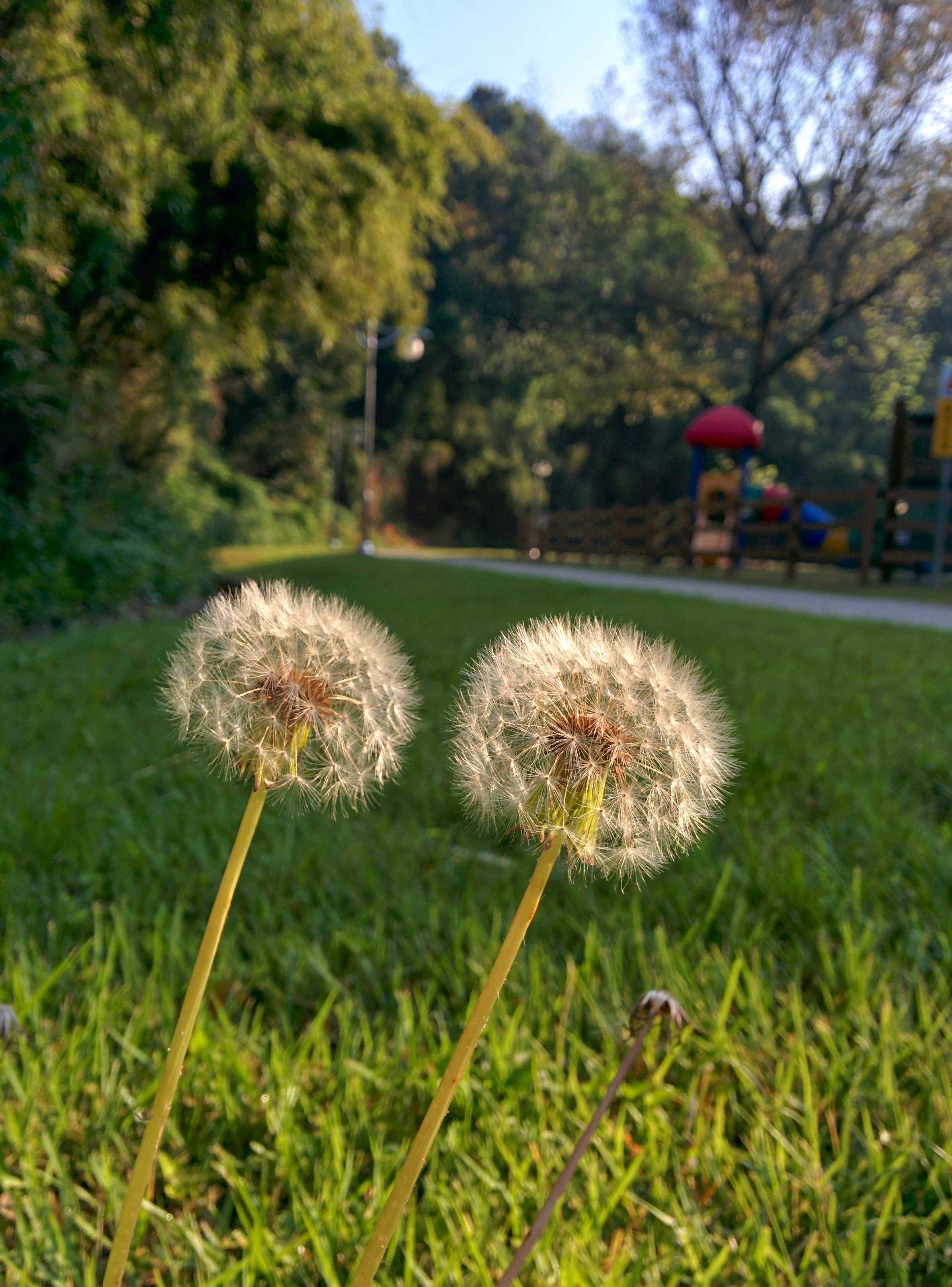 IMG_20140922_082308.jpg 공처럼 둥근 서양민들레 씨앗 뭉치