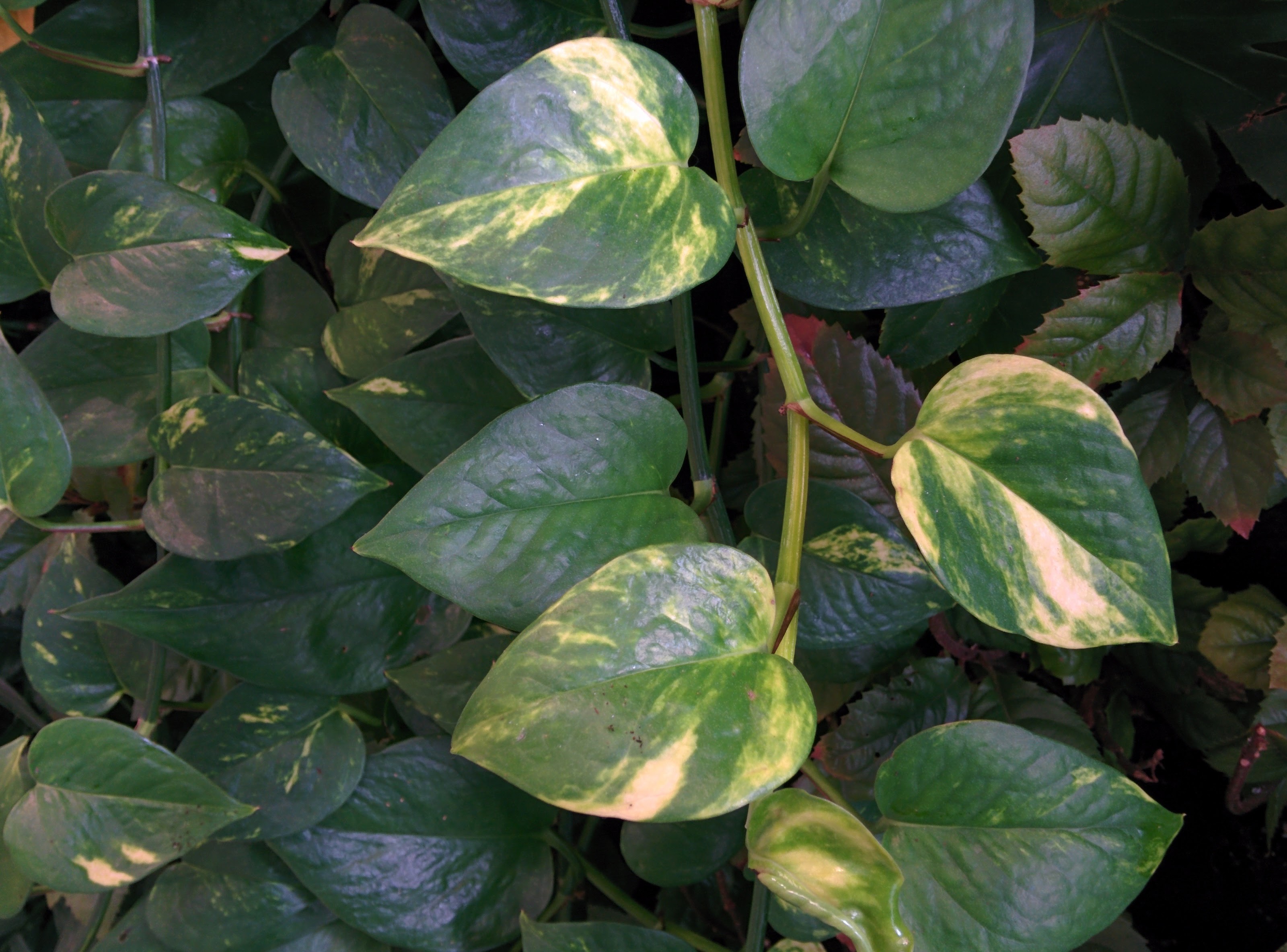 IMG_20151110_085941.jpg 실내에서 자라는 식물, 에피프렘넘(Epipremnum aureum)