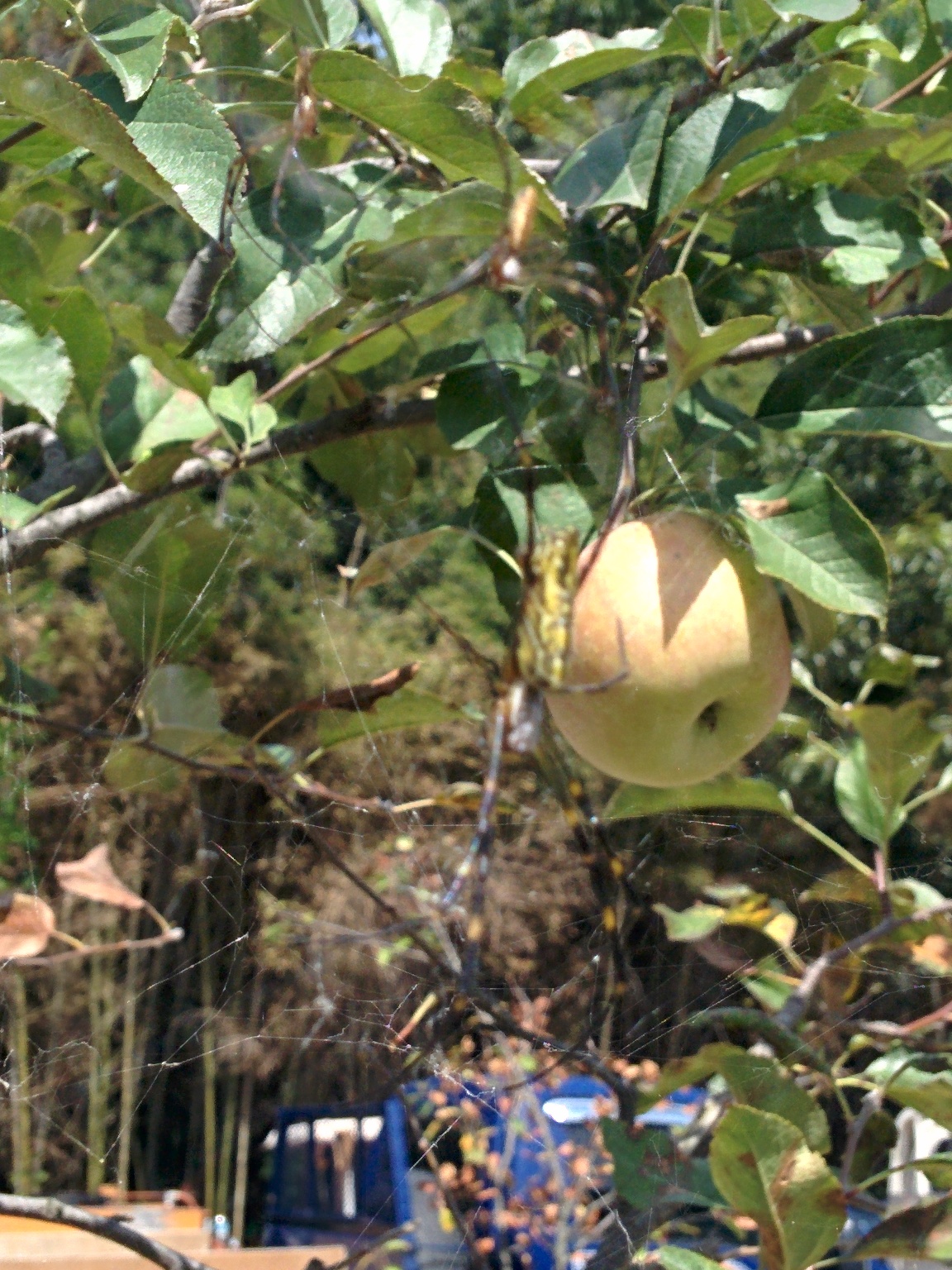 IMG_20150914_124228.jpg 사과나무에 둥지를 마련한 무당거미 (암컷 한마리, 수컷 두마리)
