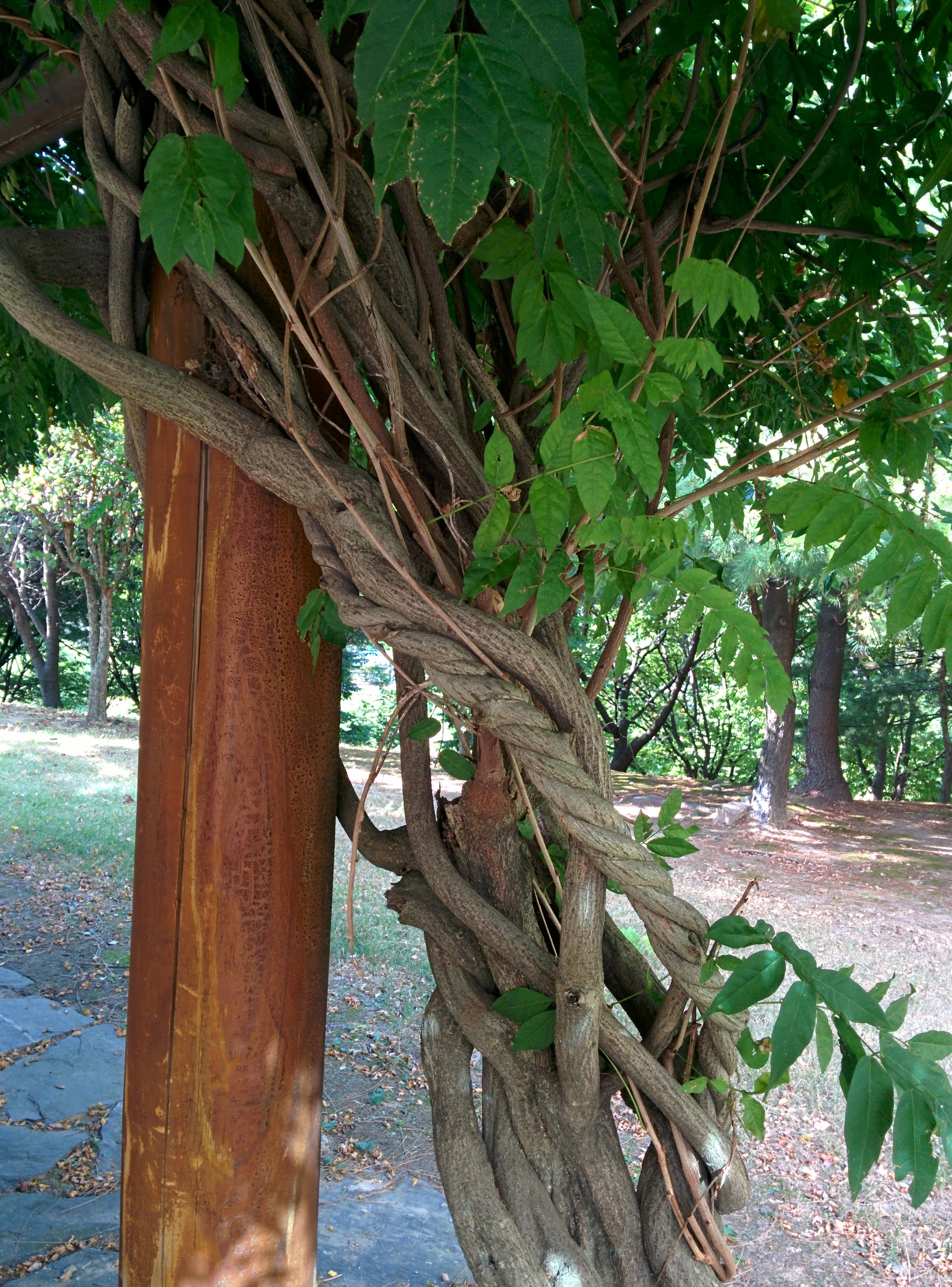 IMG_20150922_153316.jpg 왼쪽돌이 나선으로 기둥을 타고 올라간 등나무
