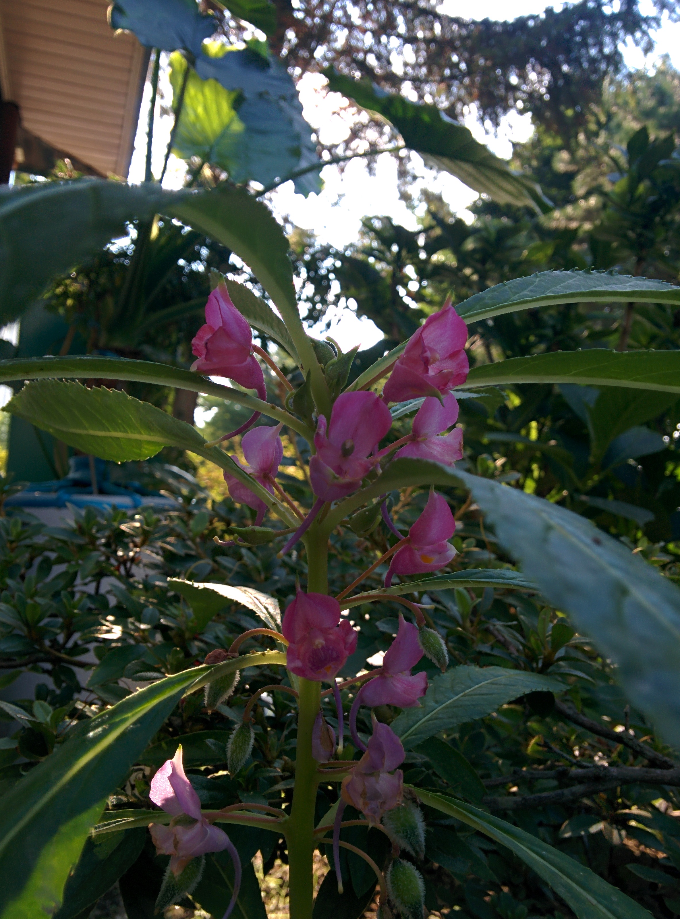 IMG_20150903_162737.jpg 아파트 화단의 봉선화(鳳仙花) 꽃