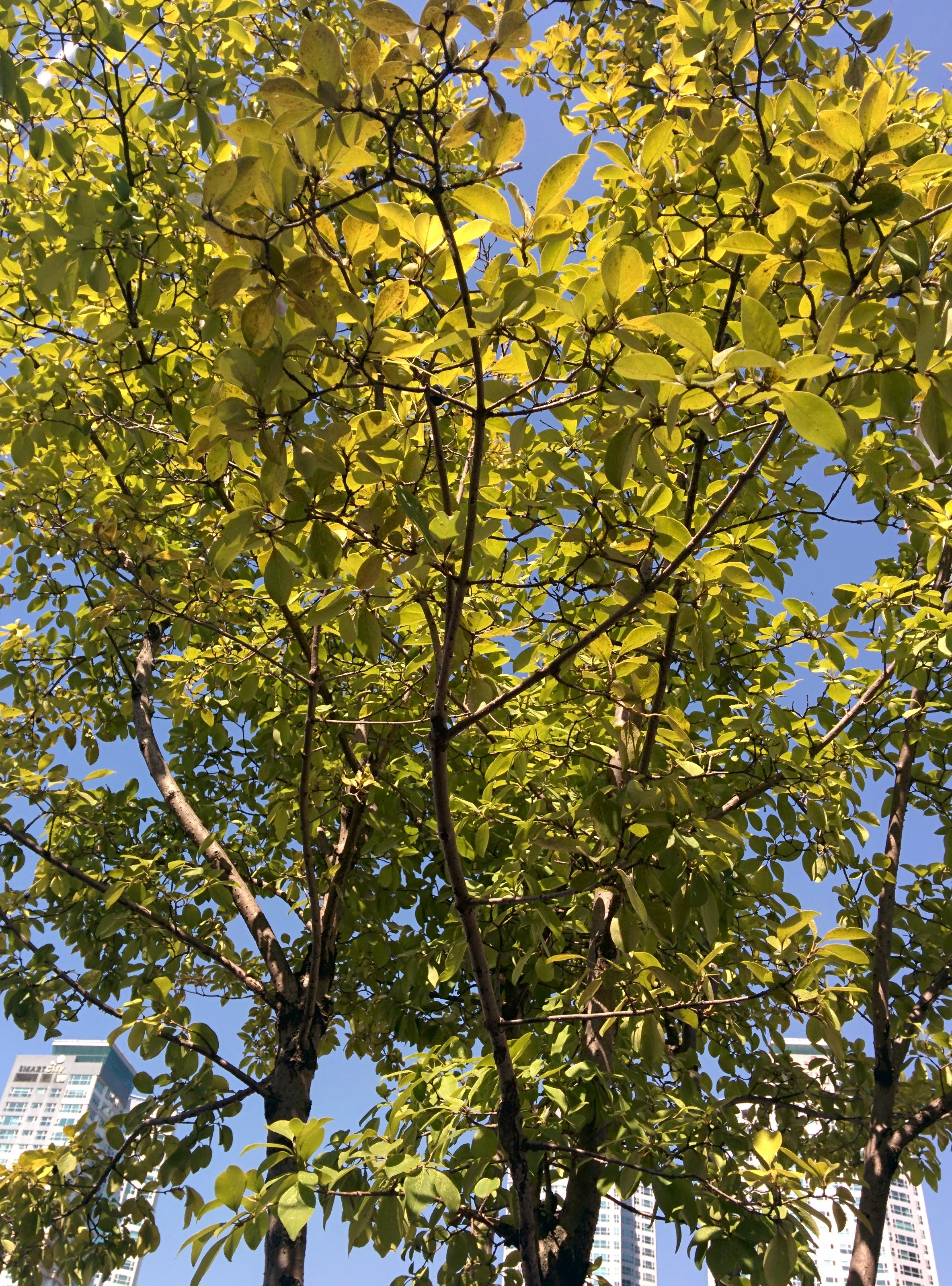 IMG_20151006_124616.jpg 블루베리를 닮은 검은색 열매가 열린 가로수, 이팝나무