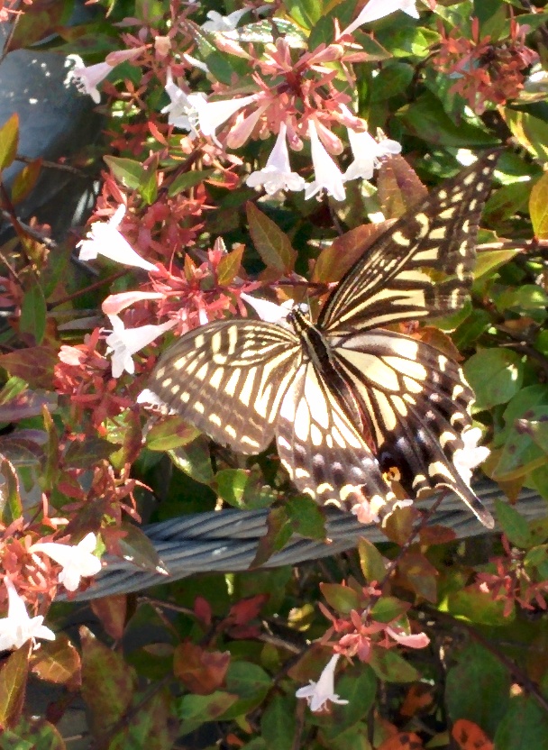 IMG_20150911_091536.jpg 꽃댕강나무 흰꽃과 호랑나비