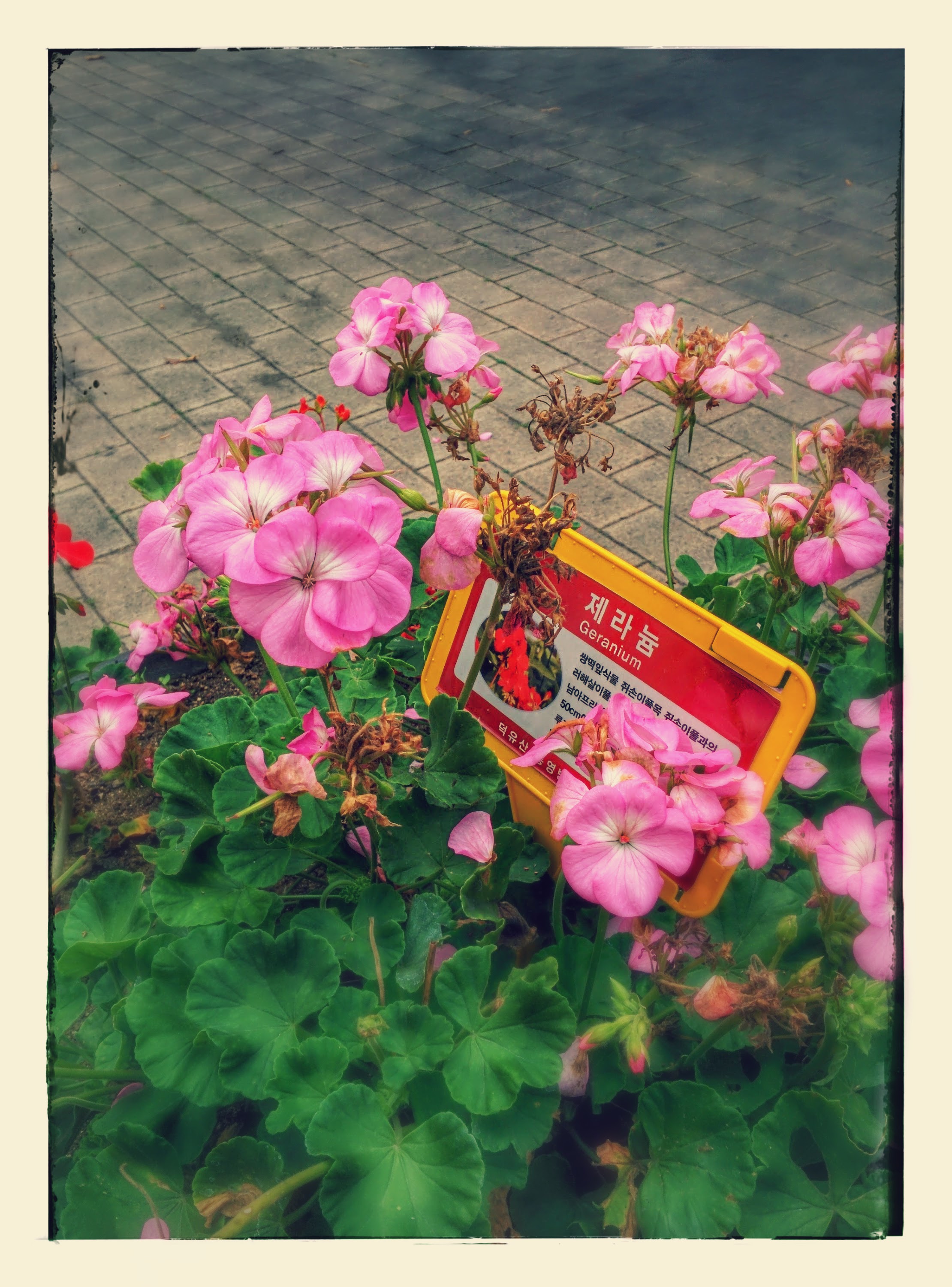 IMG_20150926_134232-EFFECTS.jpg 연분홍색 제라늄 꽃