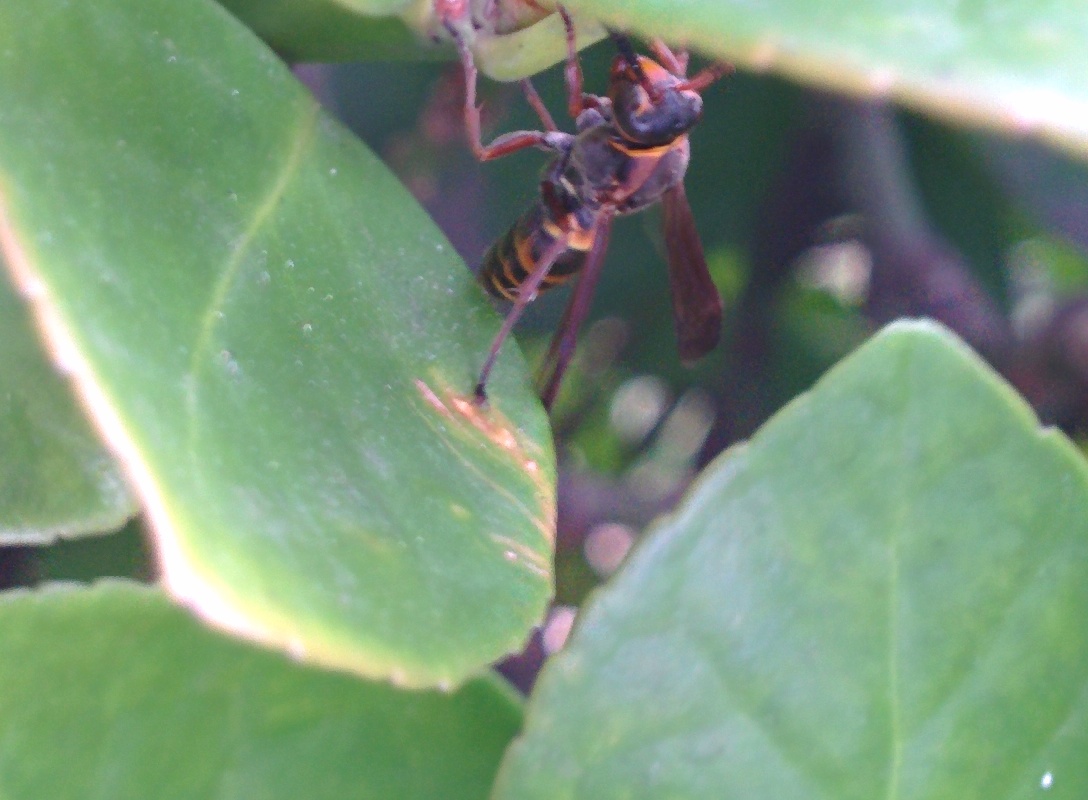 IMG_20151106_154116.jpg 크기가 아주 작은 말벌 종류... 어리별쌍살벌(추정)