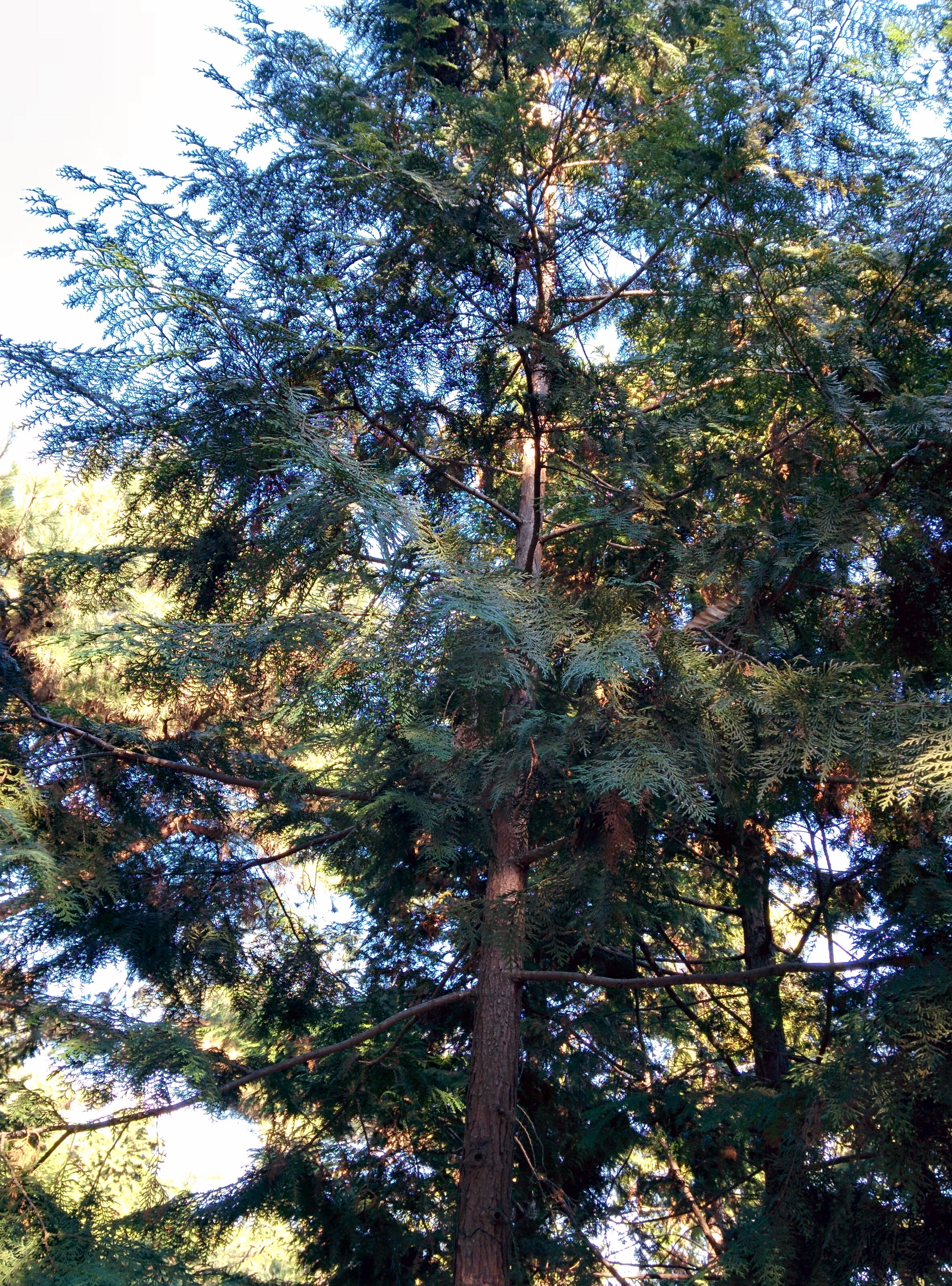 IMG_20151228_142305.jpg 늘푸른 편백나무