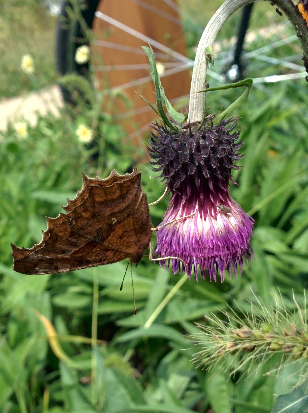 IMG_20150930_114622.jpg 엉겅퀴 꽃을 찾은 네발나비