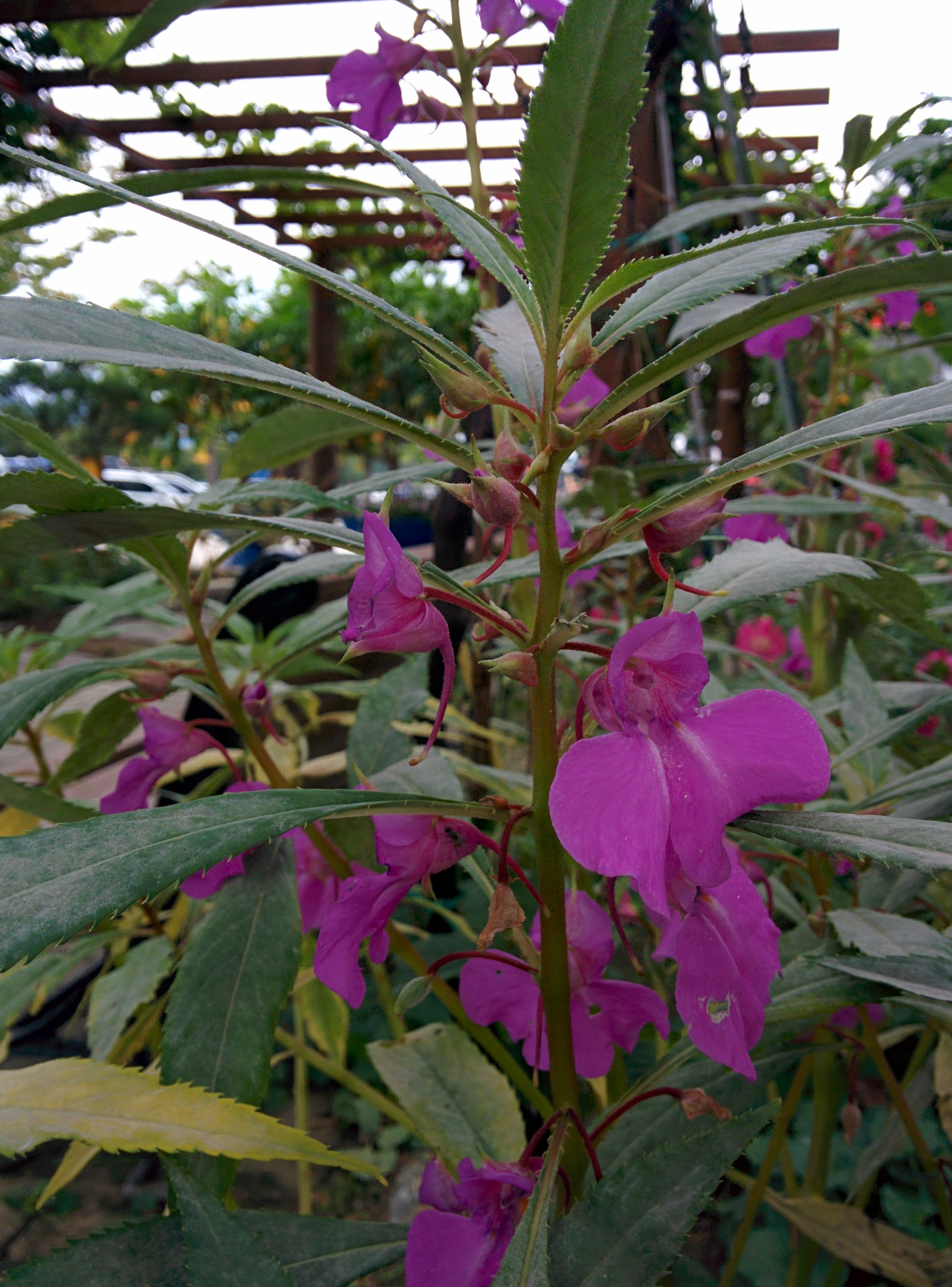 IMG_20150912_162158.jpg 옅은 분홍색 짙은 분홍색 봉선화(봉숭아) 꽃
