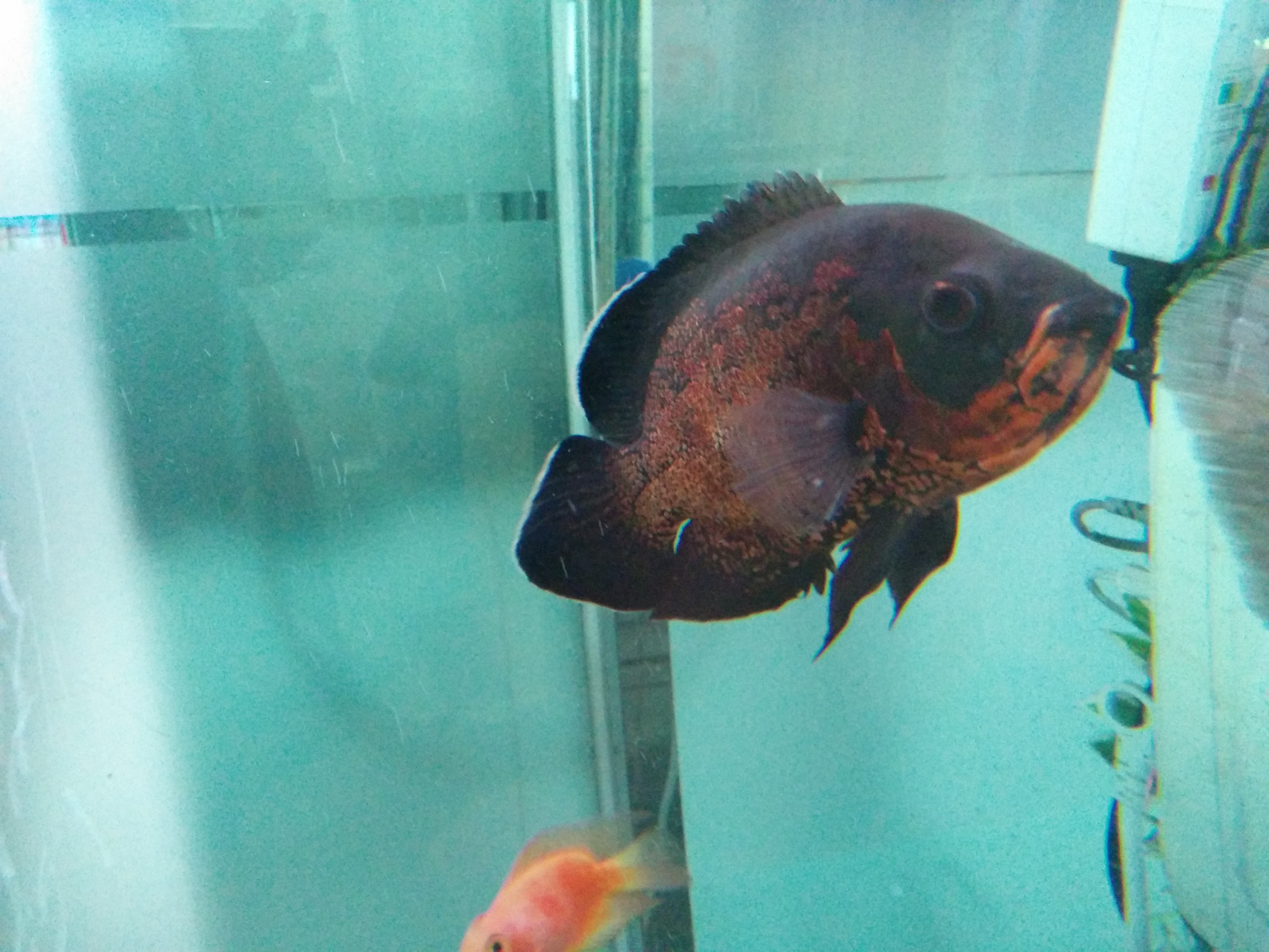 IMG_20151207_141449.jpg 수족관의 검붉은 색 관상용 물고기.. 타이거 오스카(Tiger Oscar), Astronotus ocellatus