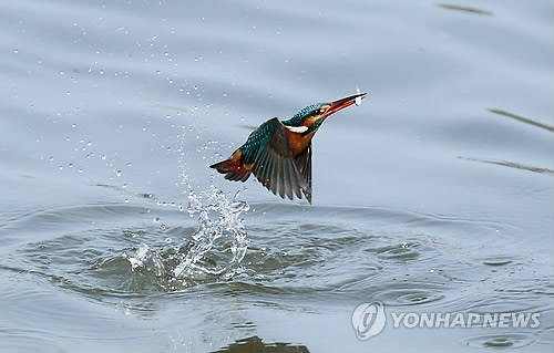 20110519152920336.jpg 물총새의 사냥 