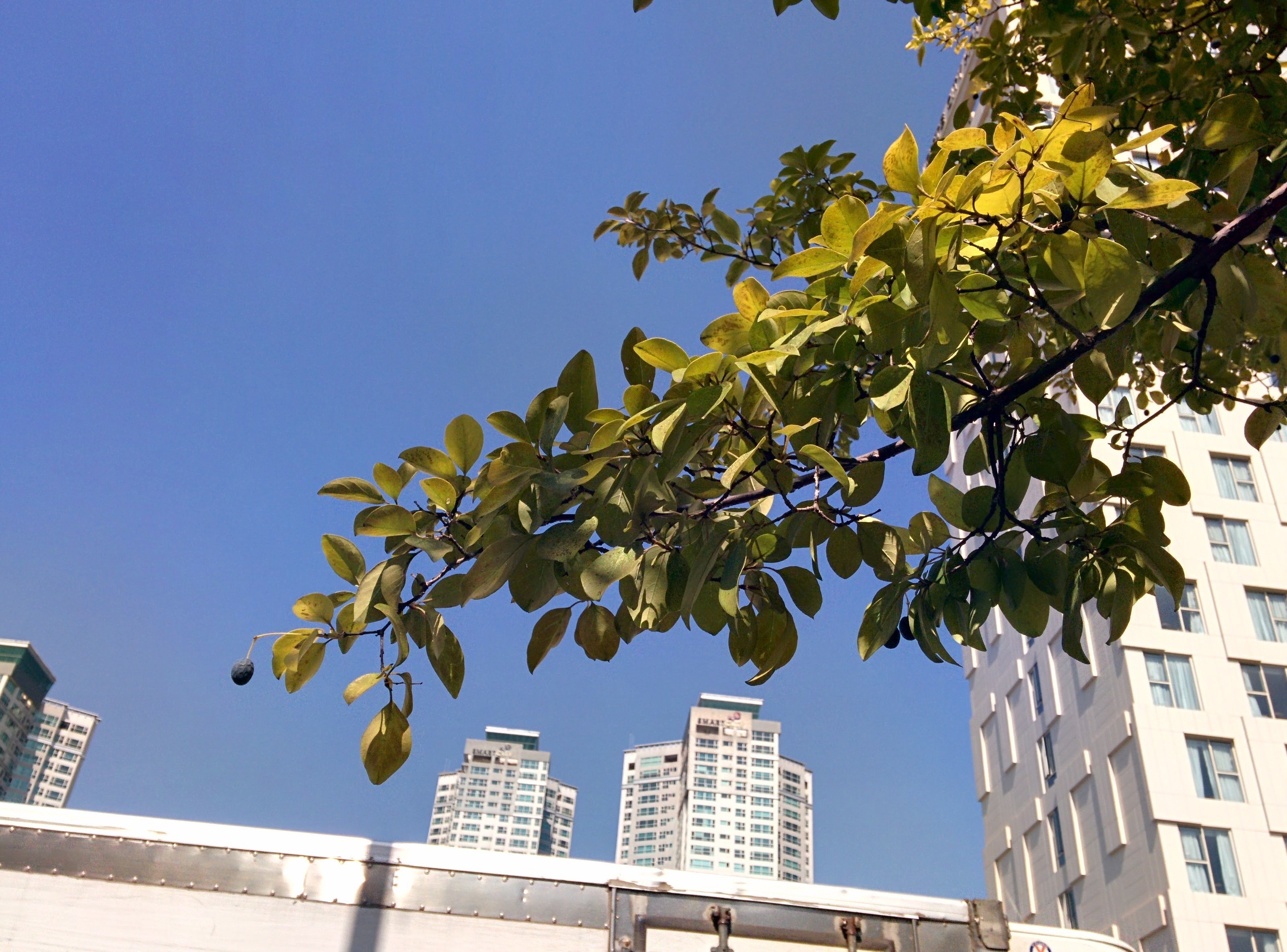 IMG_20151006_124746.jpg 블루베리를 닮은 검은색 열매가 열린 가로수, 이팝나무
