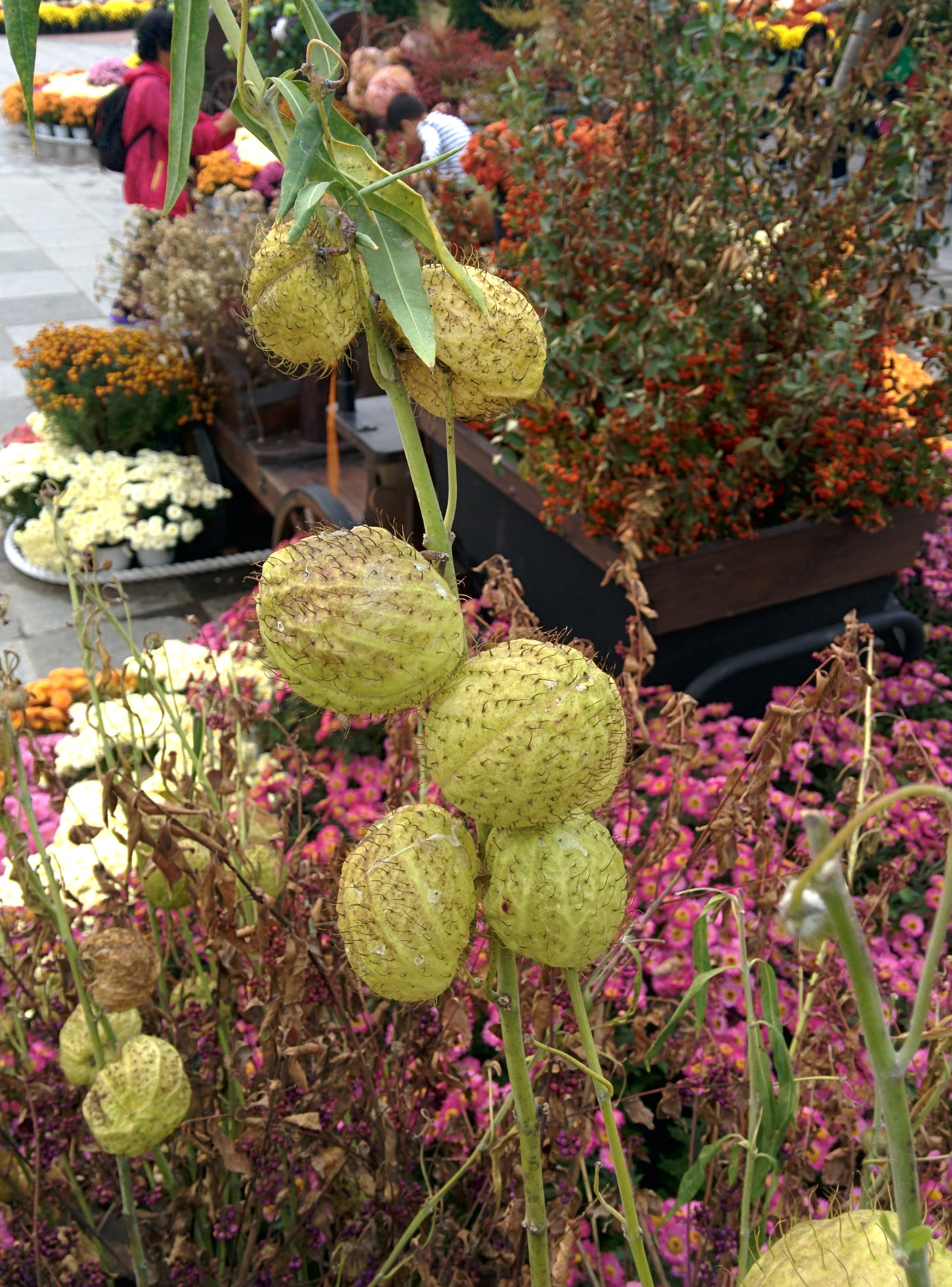 IMG_20151024_130501.jpg 털이 숭숭 달린 풍선 열매... 백조초