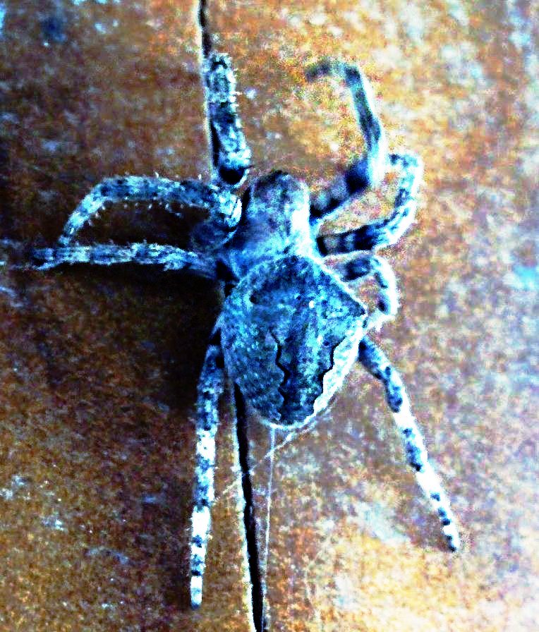 spider-back.jpg 정자쉼터에서 만난 등의 무늬가 특이한 거미, 산왕거미