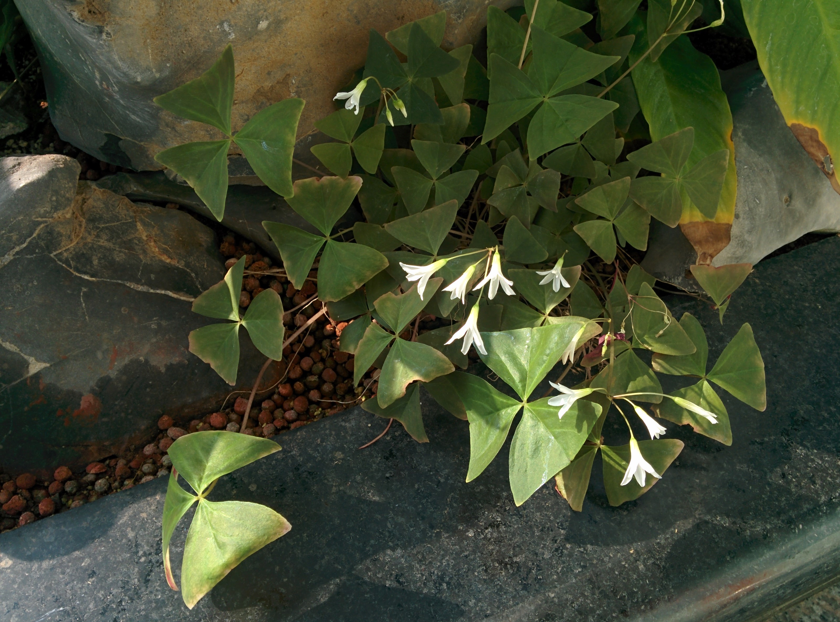 IMG_20151201_122513.jpg 하얀색 꽃이 핀 클로버를 닮은 삼각형 잎의 조경식물...사랑초(Oxalis triangularis subsp. papilionacea)