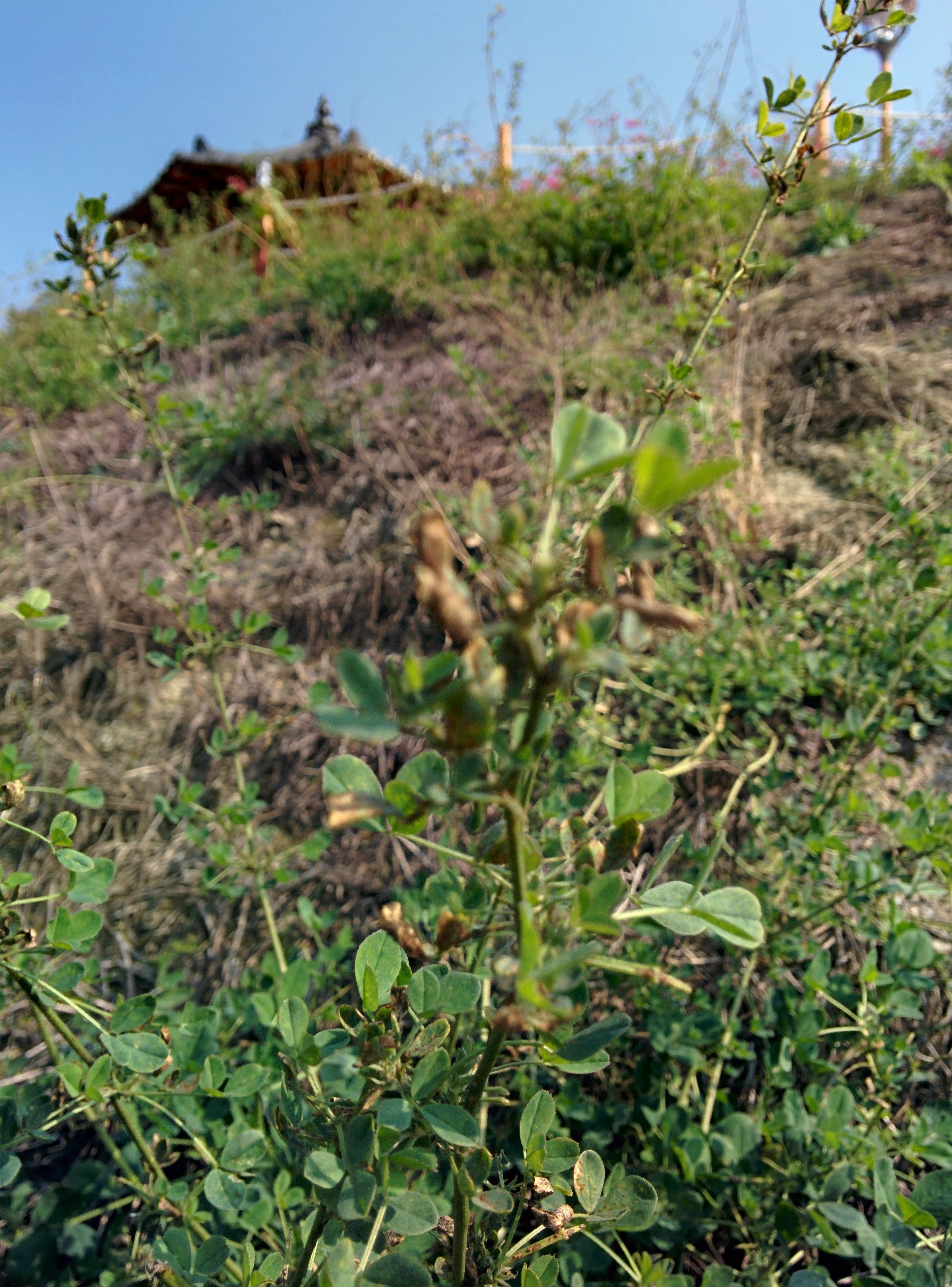 IMG_20151103_124547.jpg 삼출엽 초본 들풀... 꽃싸리?
