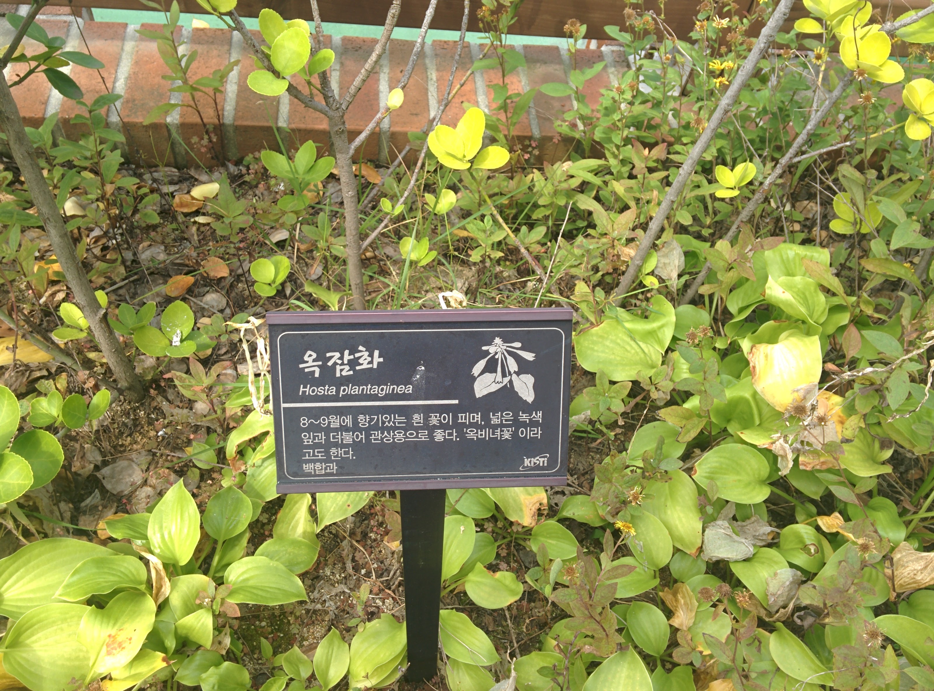 IMG_20150925_124209.jpg 꽃이 이미 져버린 옥잠화