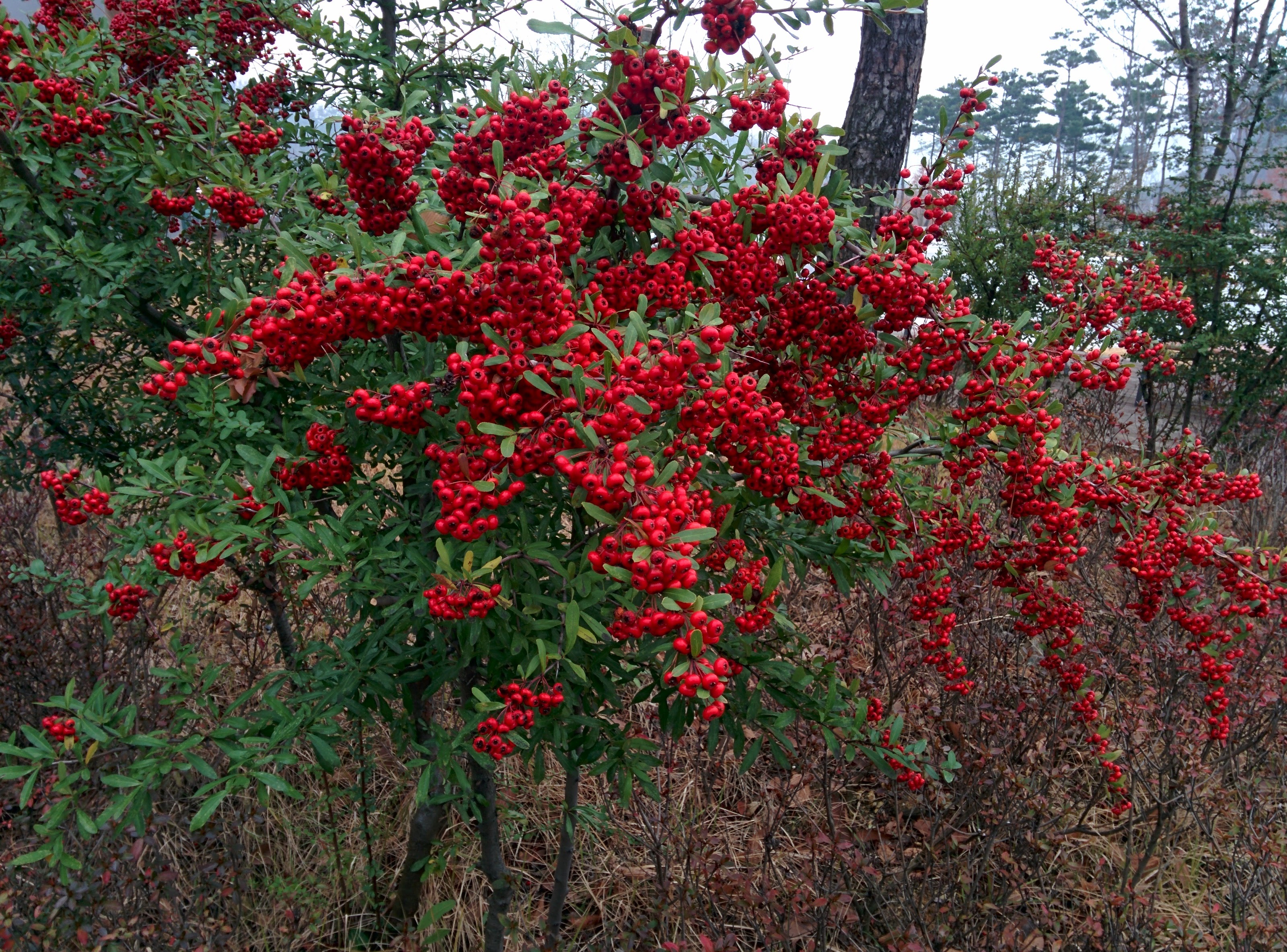 IMG_20151202_085413.jpg 빨간색 열매의 관목... 피라칸다(Pyracantha angustifolia)