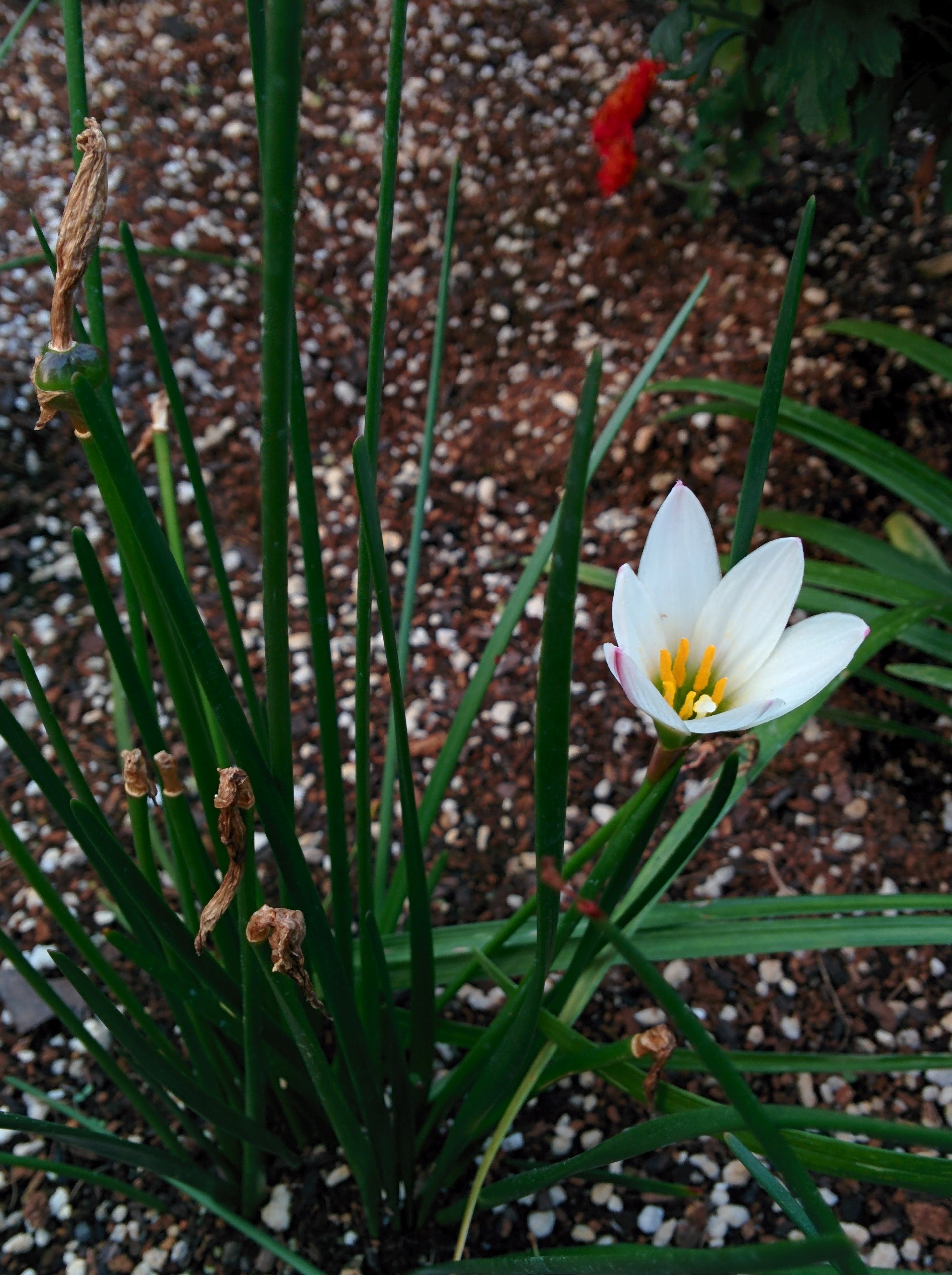 IMG_20151008_171747.jpg 과기원 울타리 작은 화단의 나도샤프란 열매와 흰색 꽃