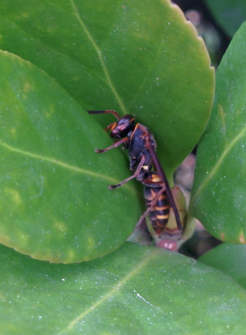 IMG_20151106_154128.jpg 크기가 아주 작은 말벌 종류... 어리별쌍살벌(추정)