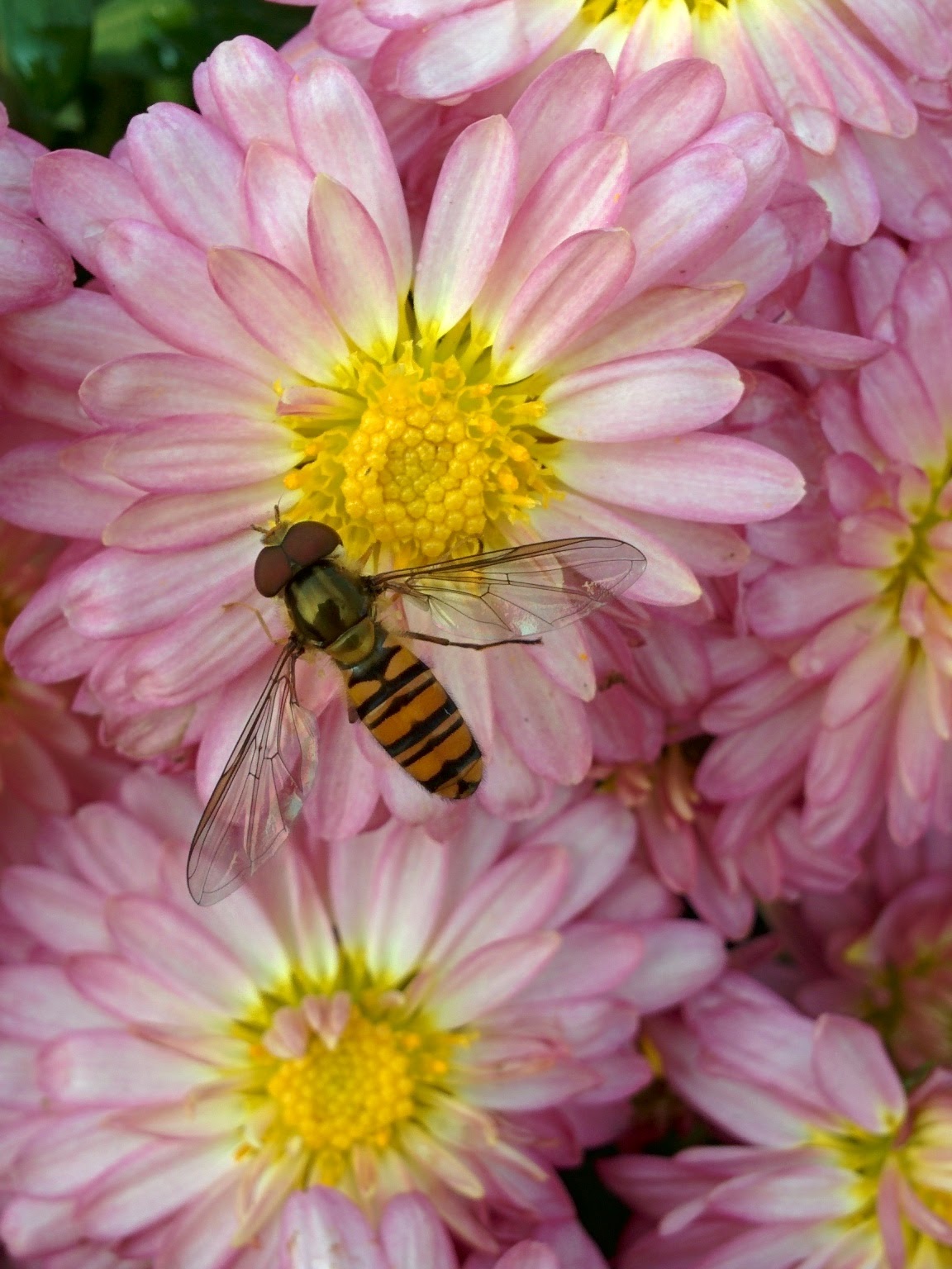 IMG_20151021_111832.jpg 유성국화전시회 분홍색 국화꽃에 앉은 호리꽃등에