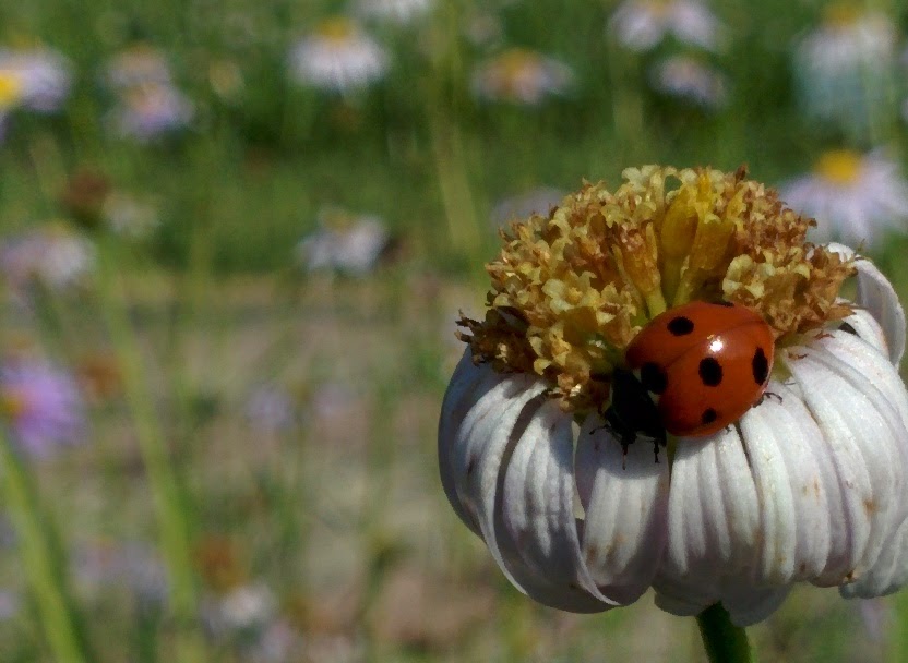 IMG_20150922_092554.jpg 꽃이 진 벌개미취 꽃대에서 먹이를 찾는 칠성무당벌레